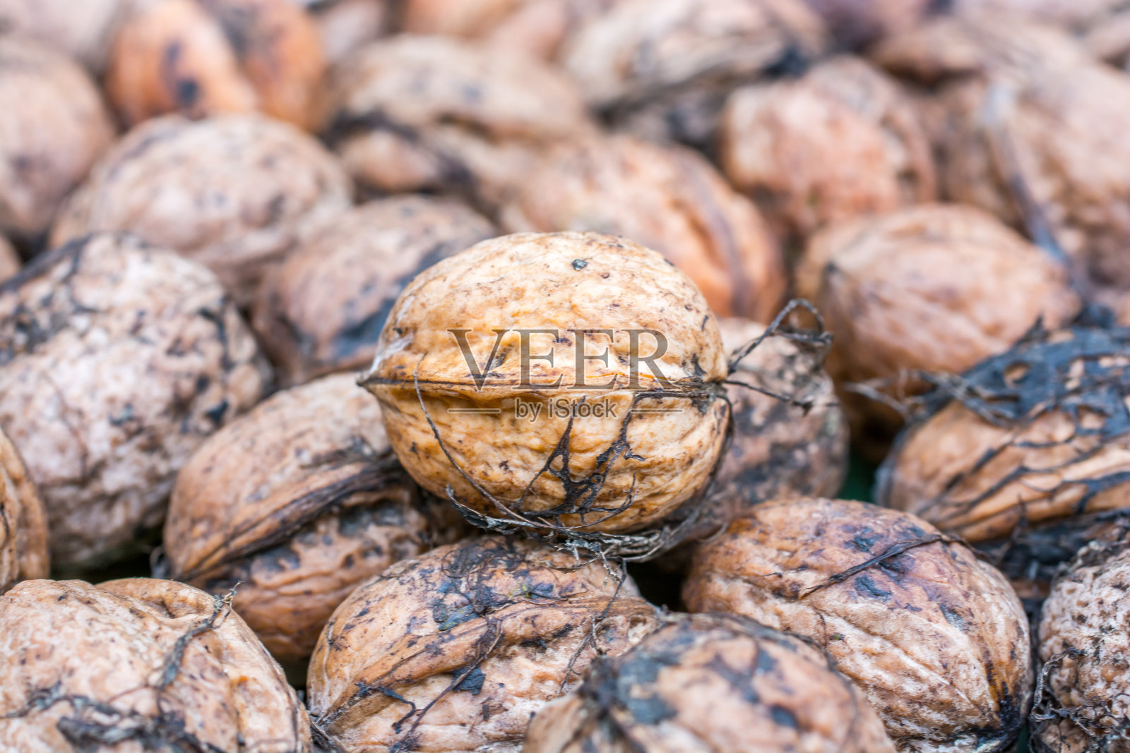 刚收获的脏核桃照片摄影图片