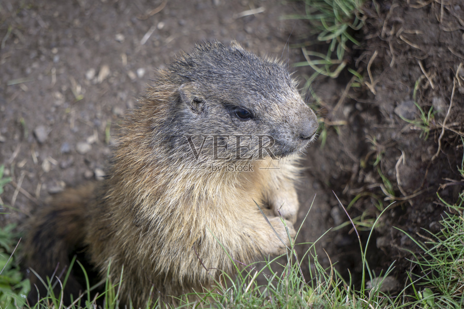 高山土拨鼠的自然环境。白云石山脉。照片摄影图片