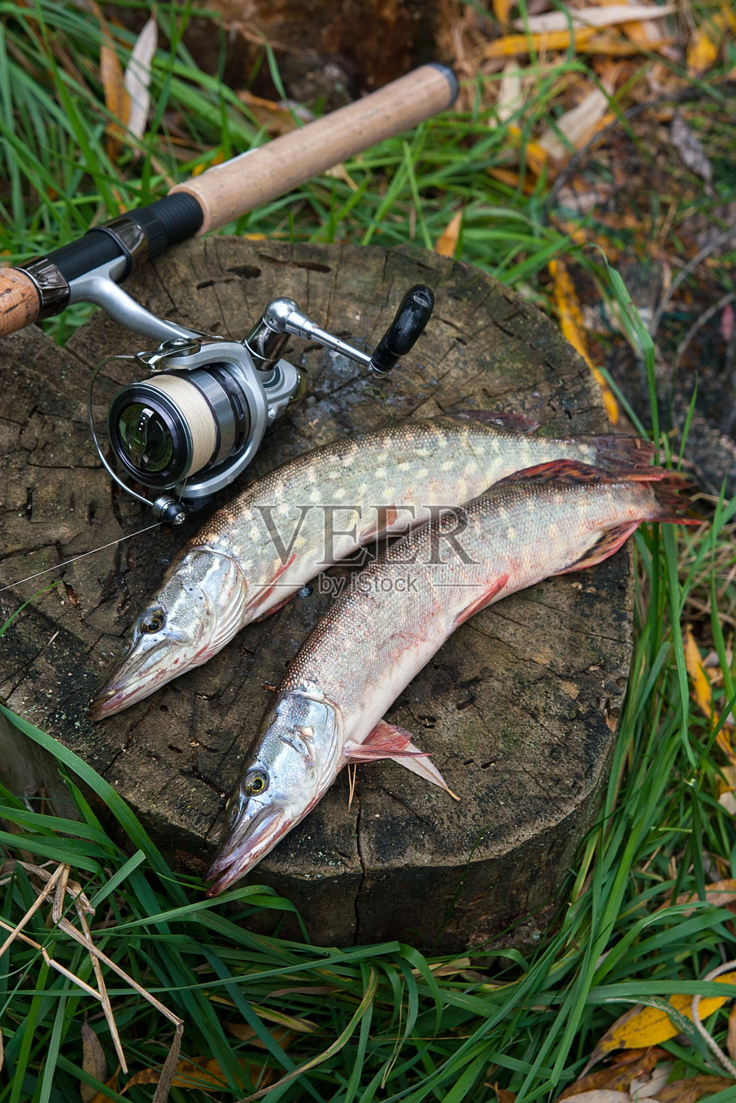 用木麻和鱼竿钓的淡水梭鱼照片摄影图片