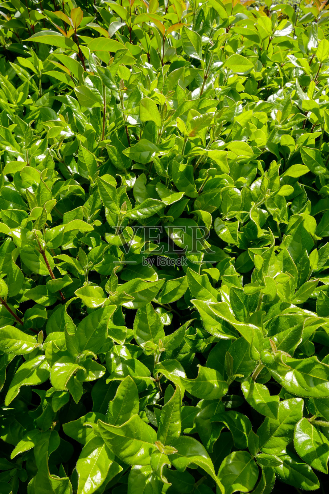 叶片背景纹理图案照片摄影图片