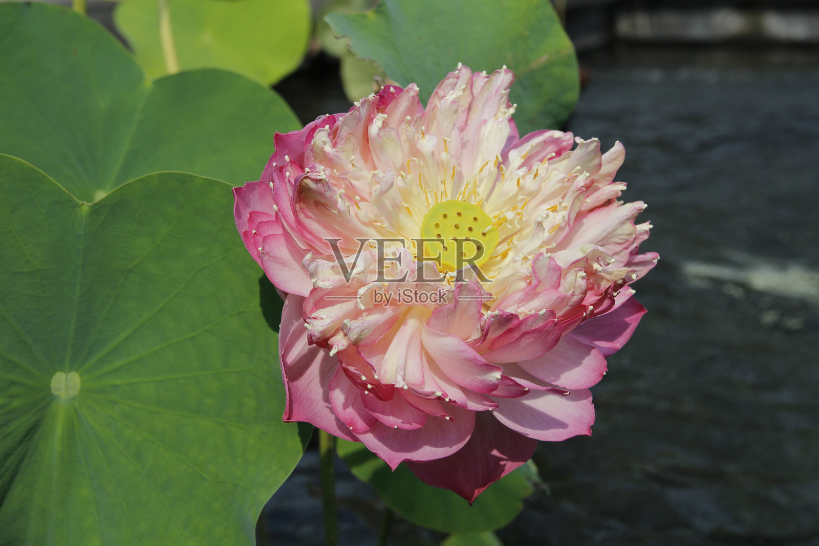 池塘里盛开的荷花照片摄影图片