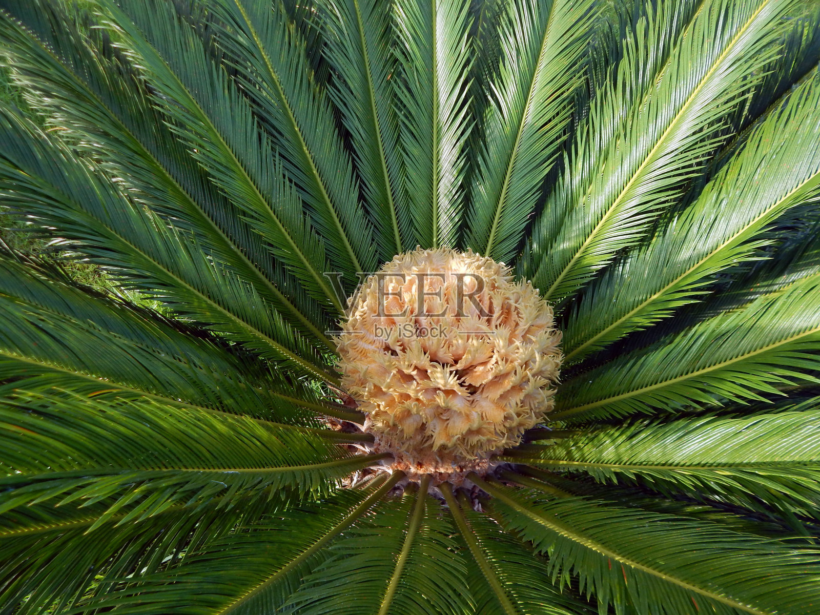土耳其费特希耶市花园中的植物和花卉景观照片摄影图片