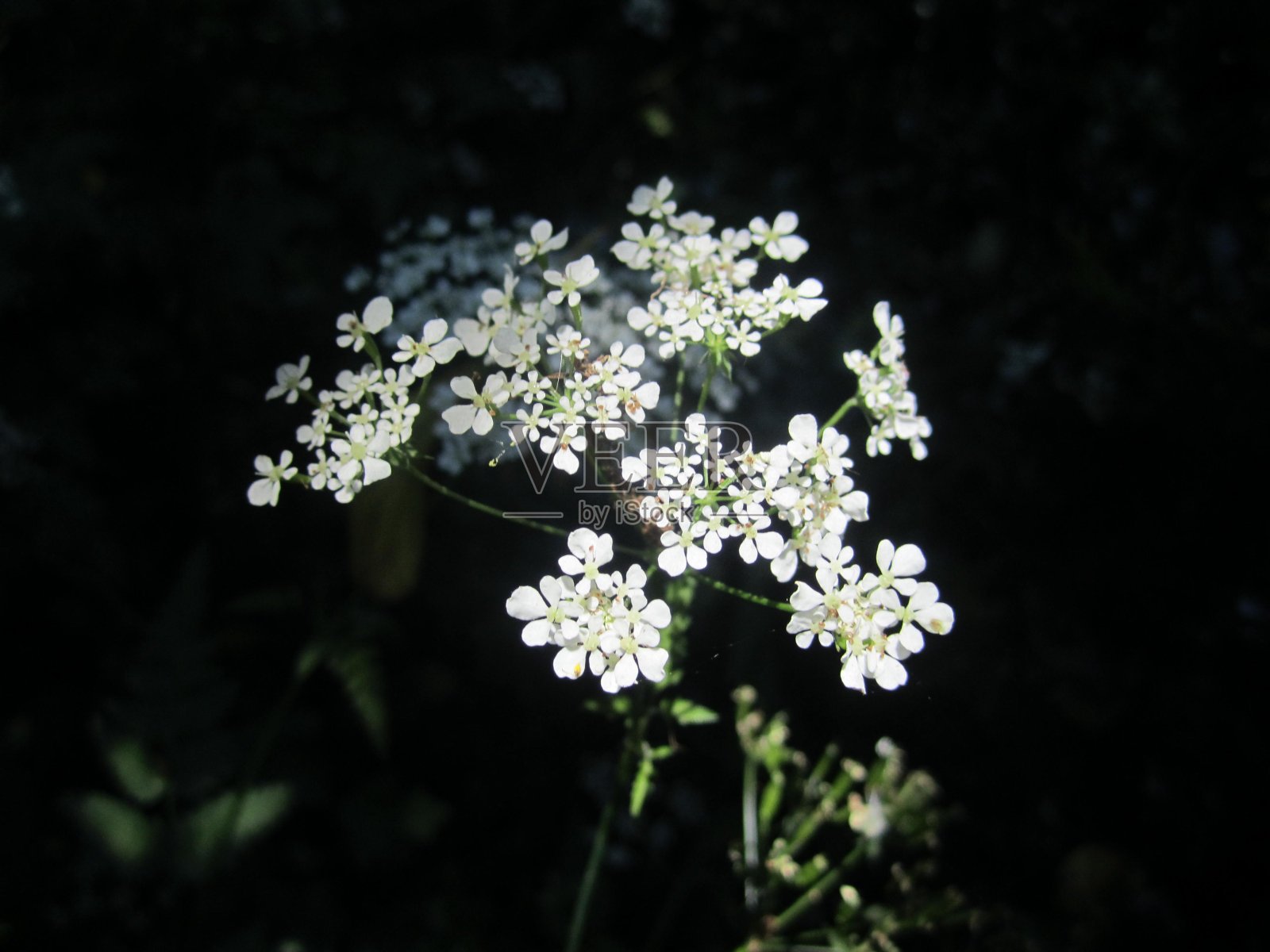 白色伞形花与黑色背景照片摄影图片