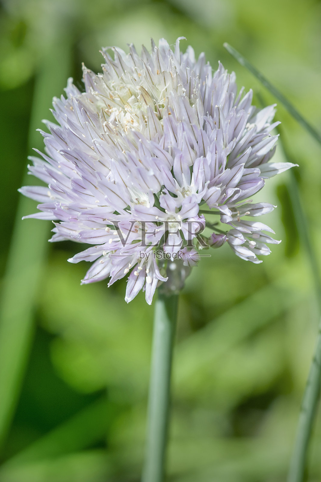 韭菜，葱属葱头照片摄影图片