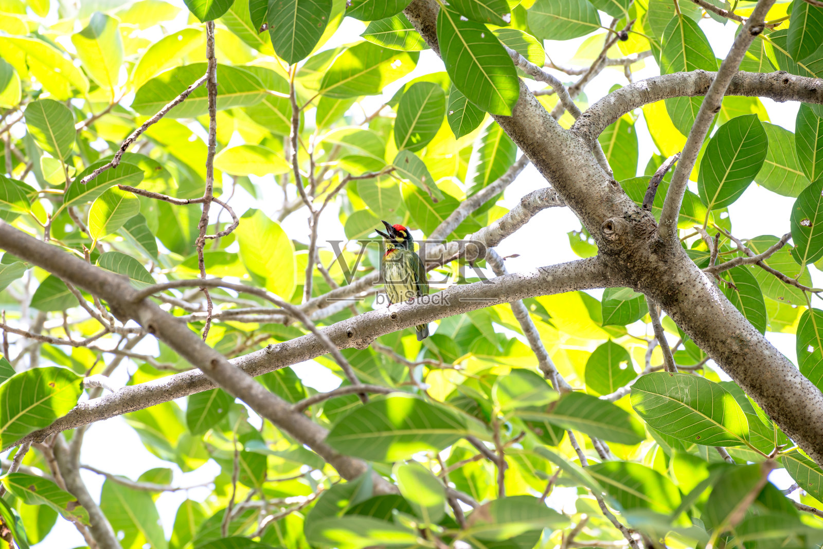 铜匠烧烤照片摄影图片