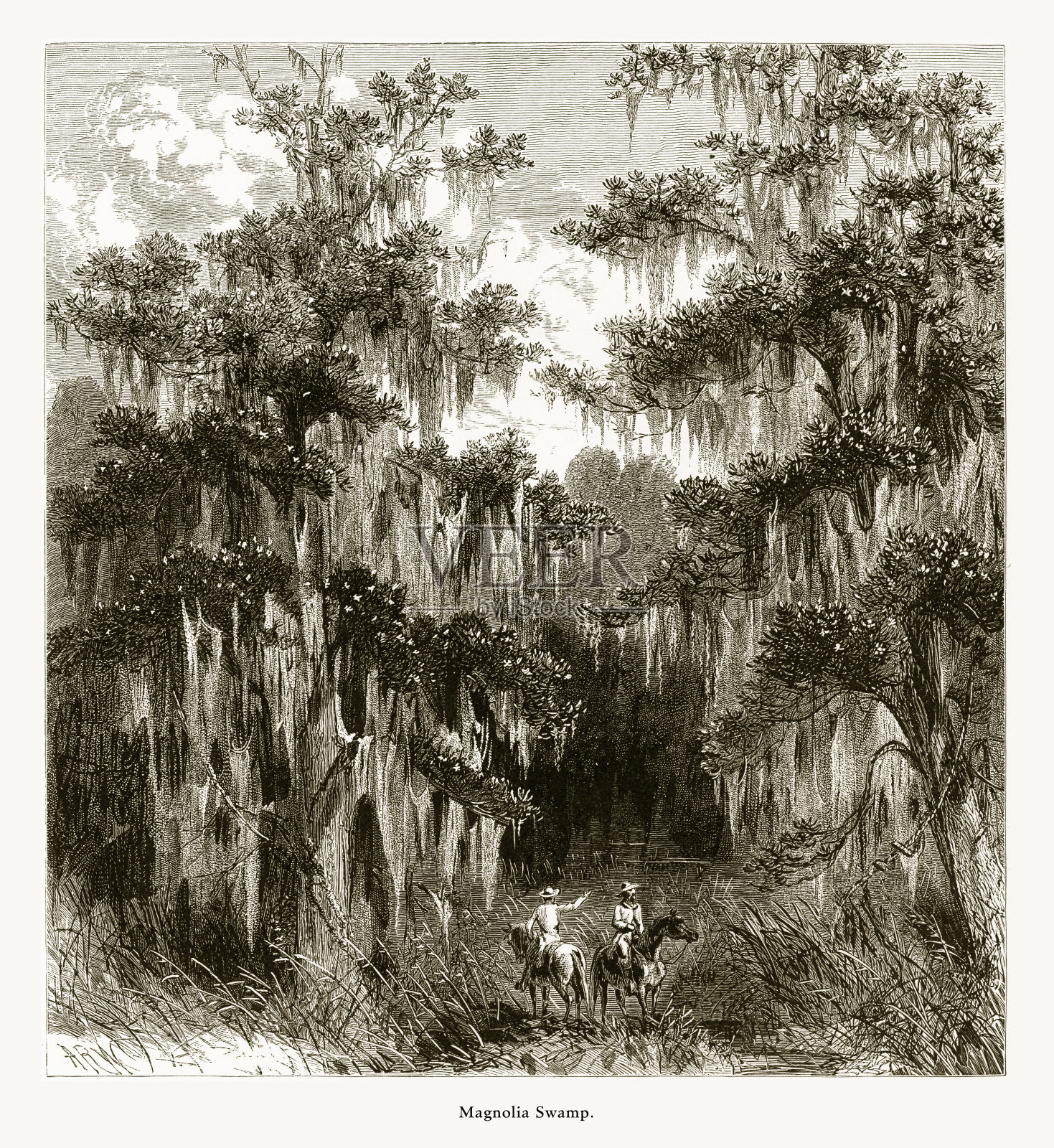 美国路易斯安那州密西西比河上的木兰花沼泽，美国维多利亚时代版画，1872年插画图片素材