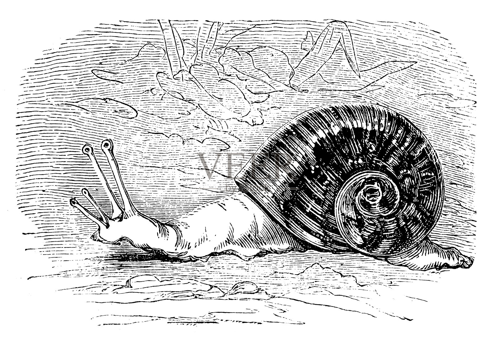 蜗牛设计元素图片