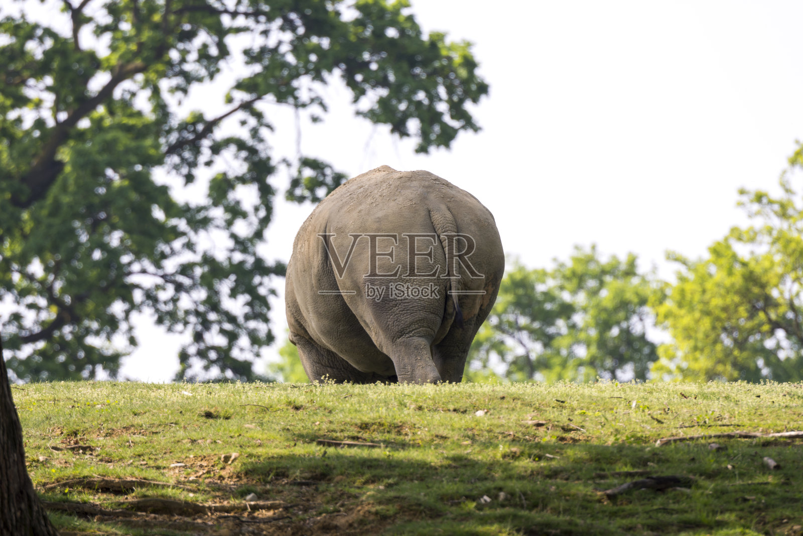 犀牛照片摄影图片