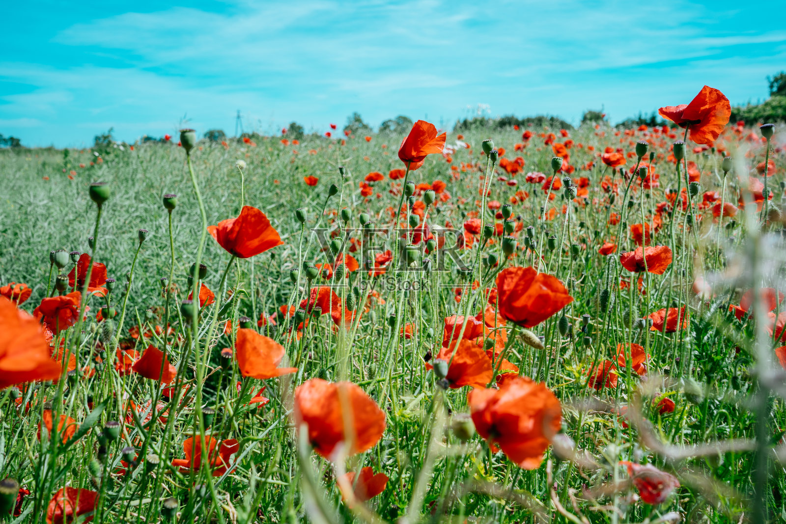 罂粟花田照片摄影图片