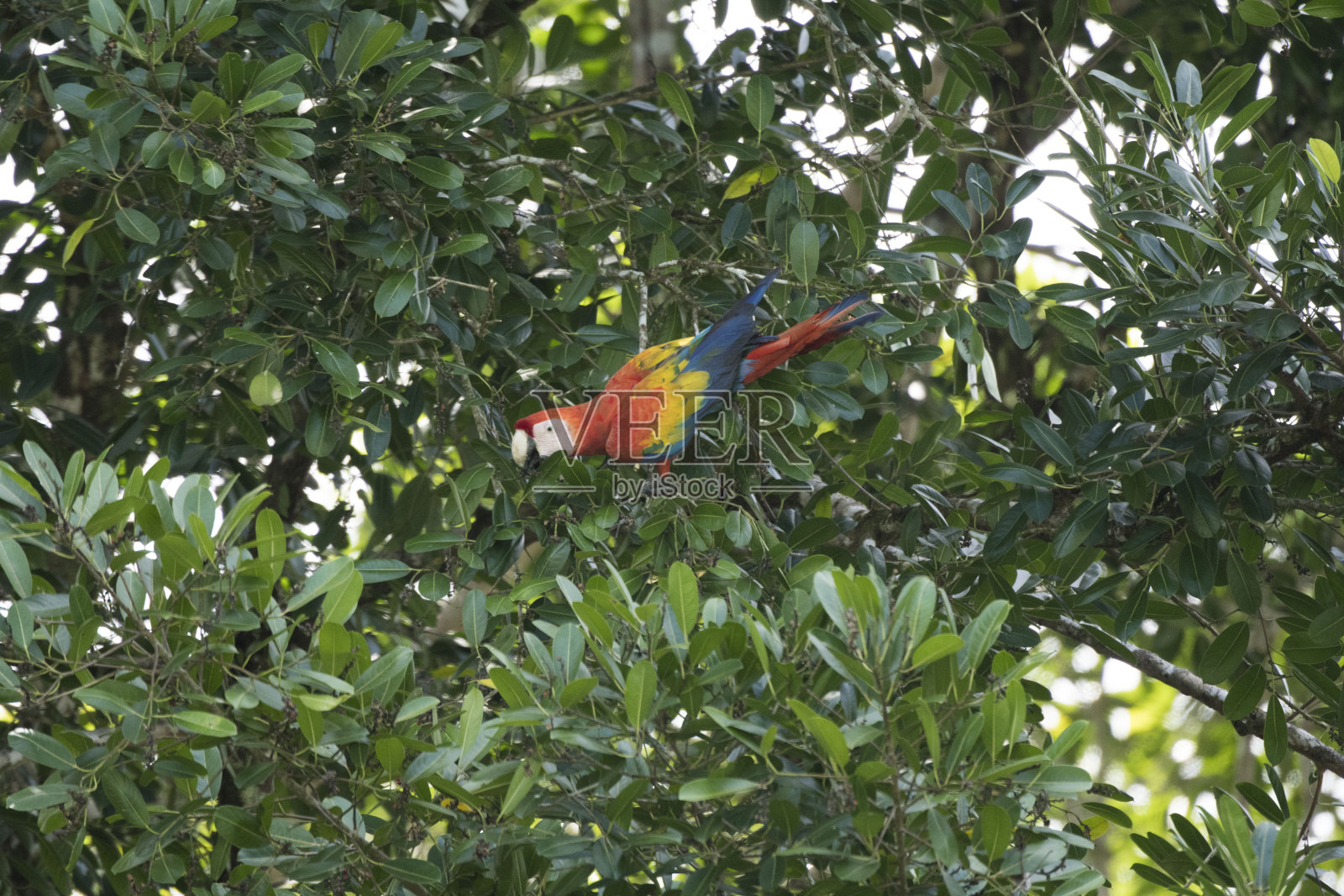 野生丛林鸟照片摄影图片
