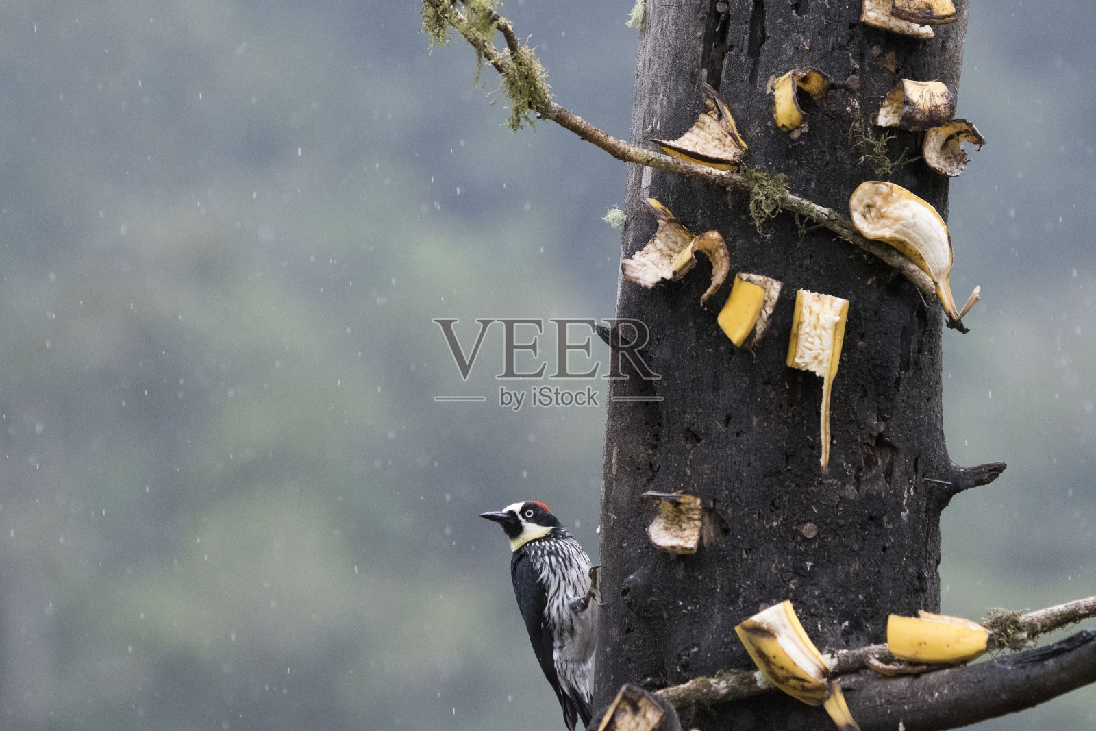 野生鸟类遍布世界各地照片摄影图片
