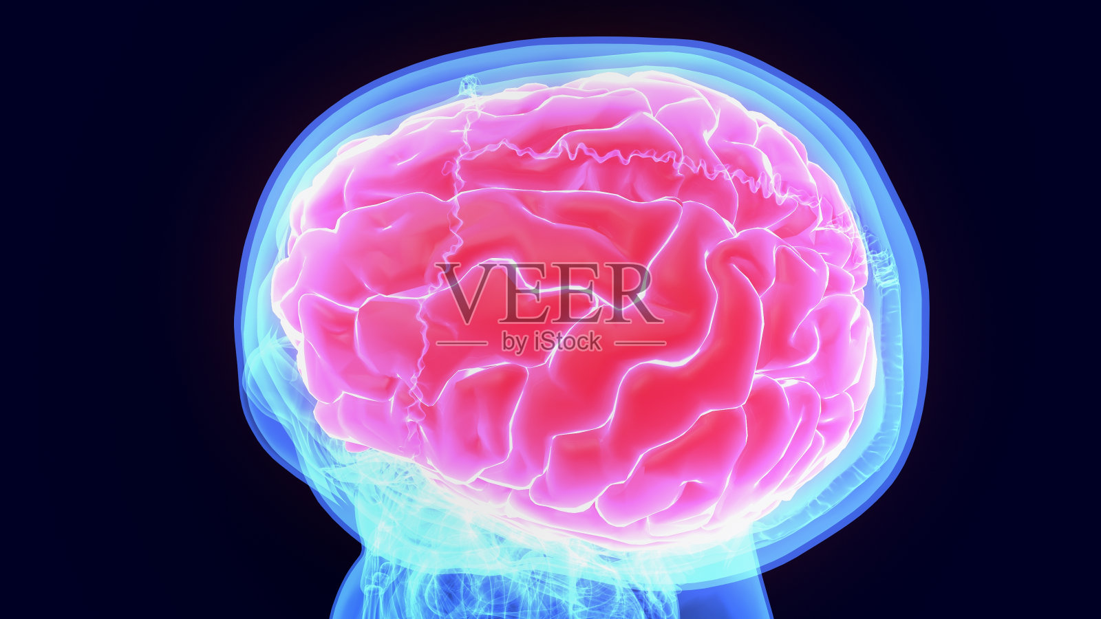 人脑解剖3D图照片摄影图片