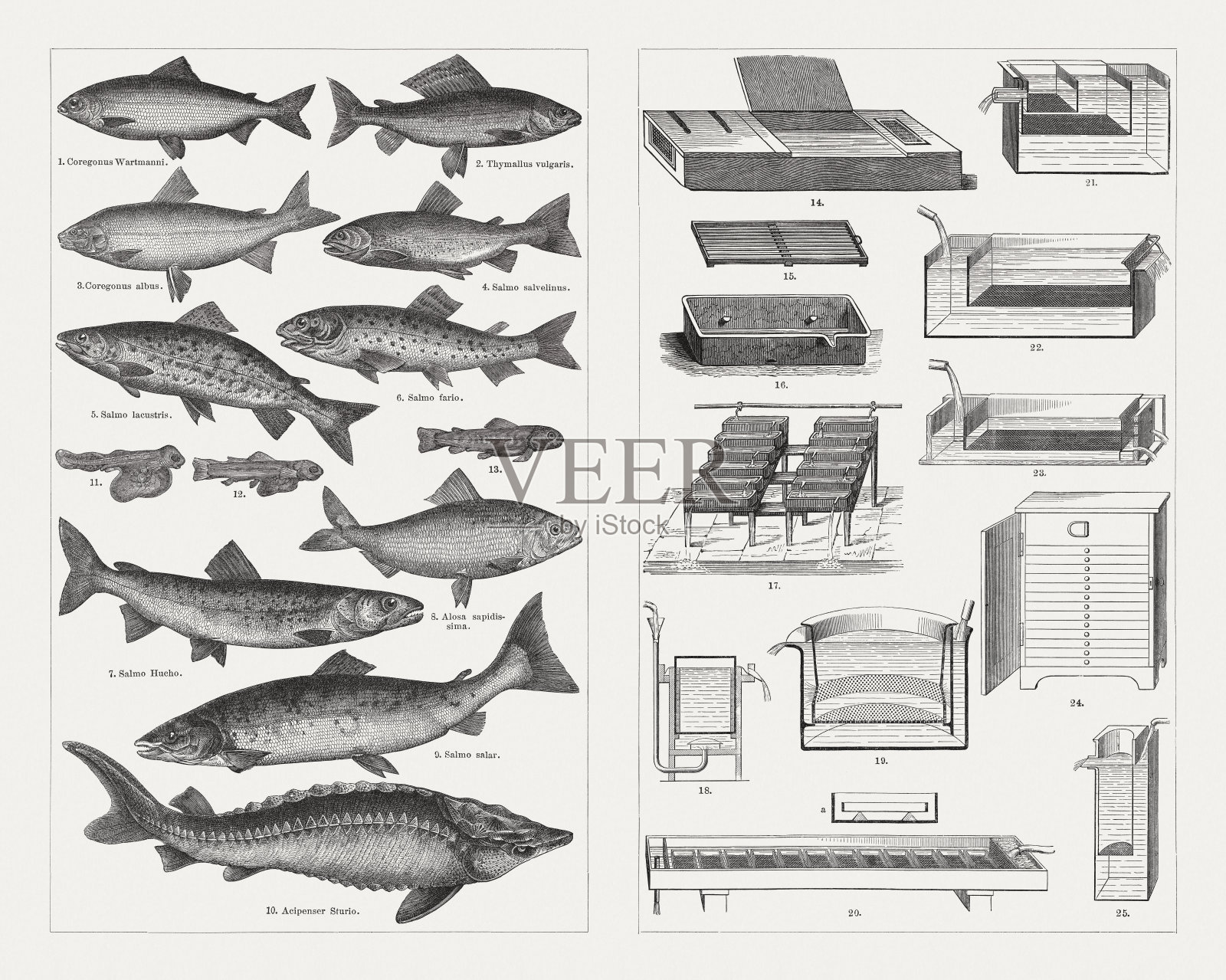 养鱼，种鱼和养殖设备，木刻，1897年出版照片摄影图片