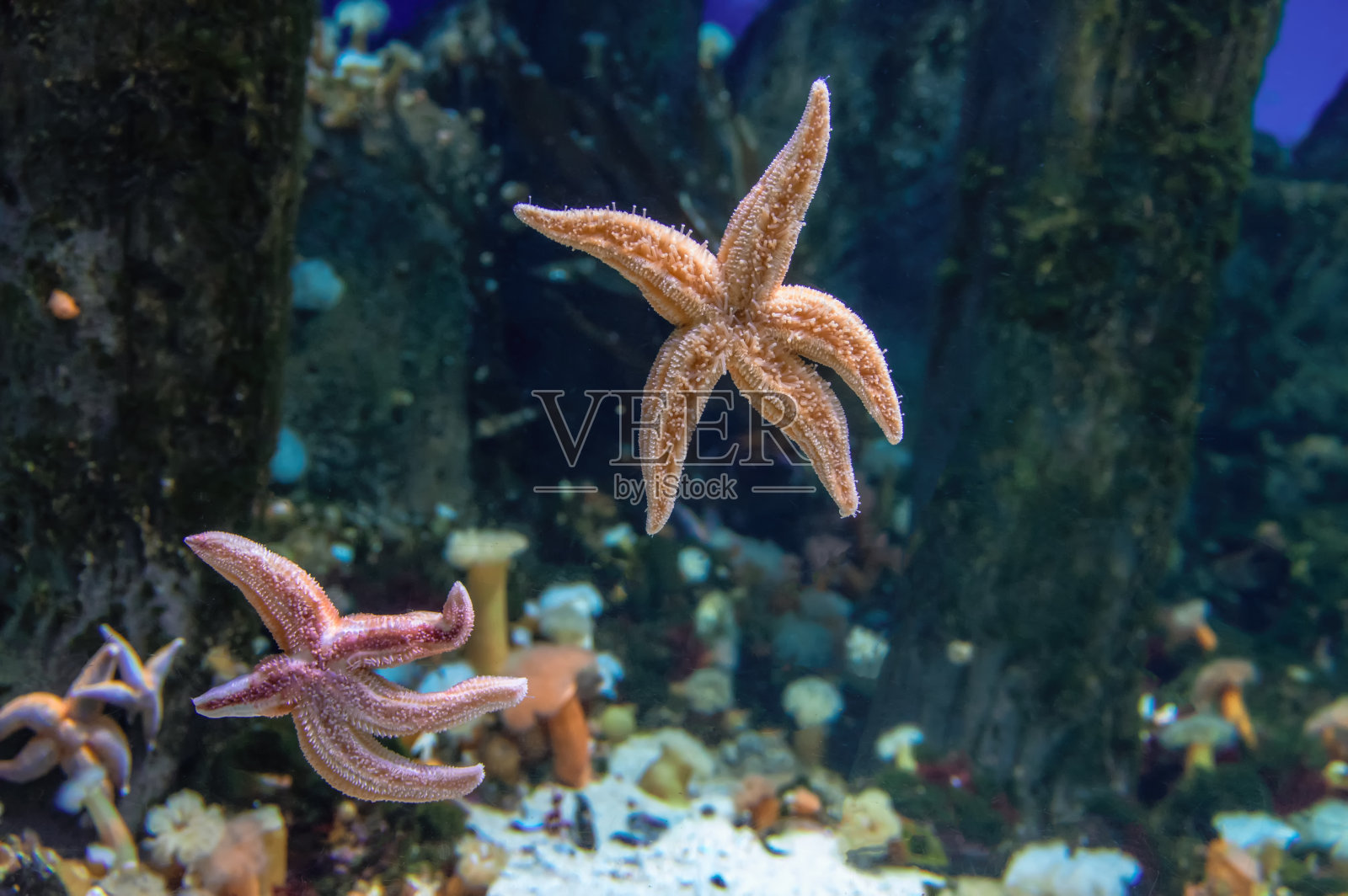 水族馆玻璃上神奇的海星。照片摄影图片