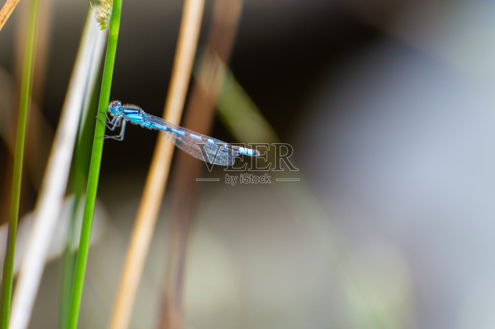 孤立的蓝色雄性豆娘正在休息。照片摄影图片
