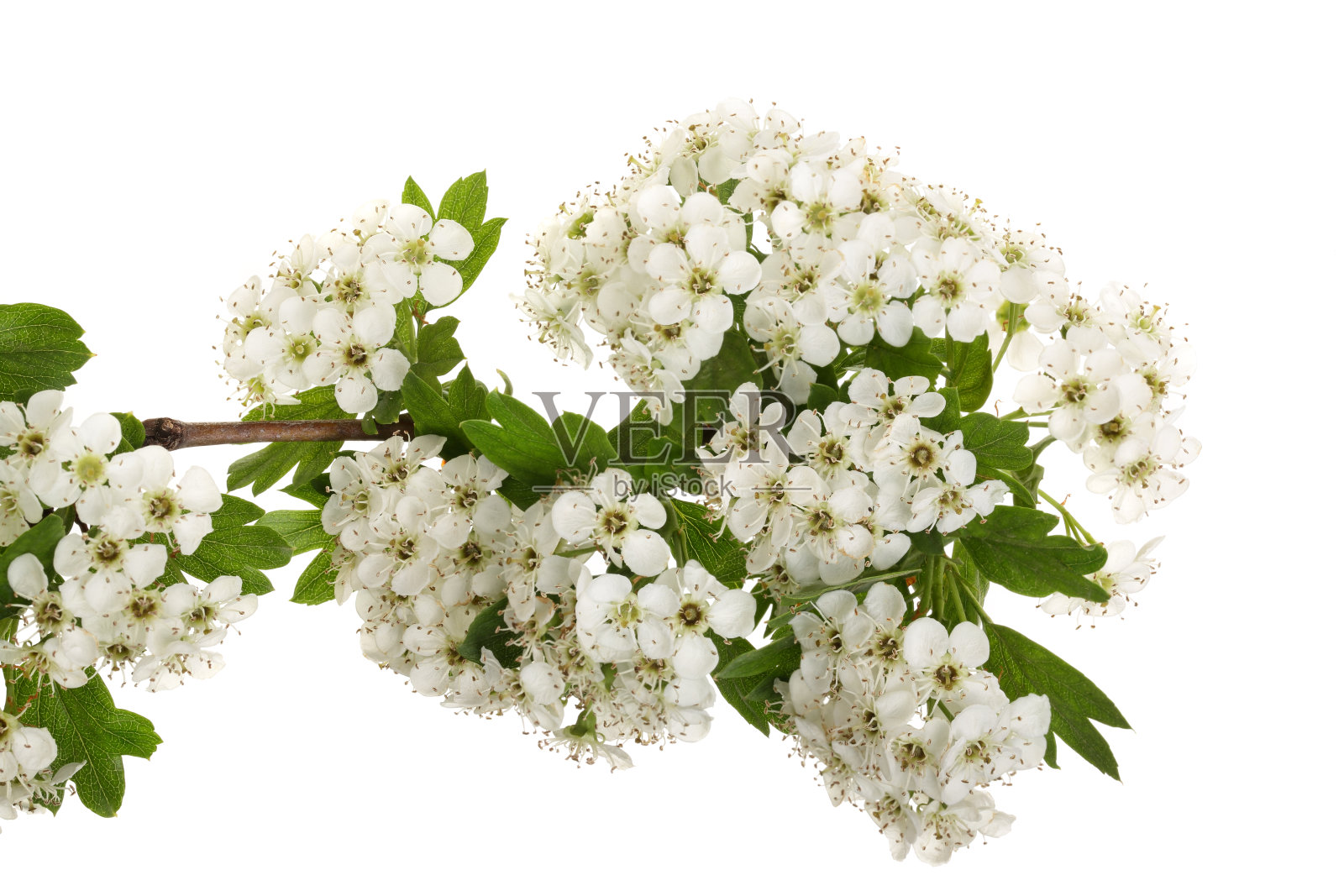 单种山楂或山楂的分枝，花孤立在白色背景上照片摄影图片