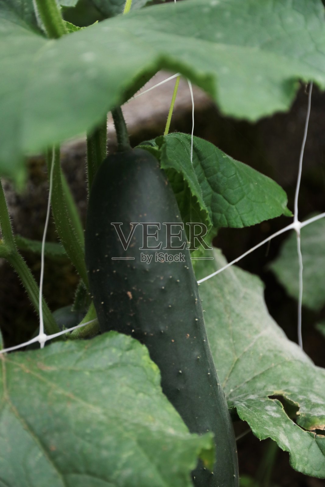 花园里长着黄瓜照片摄影图片