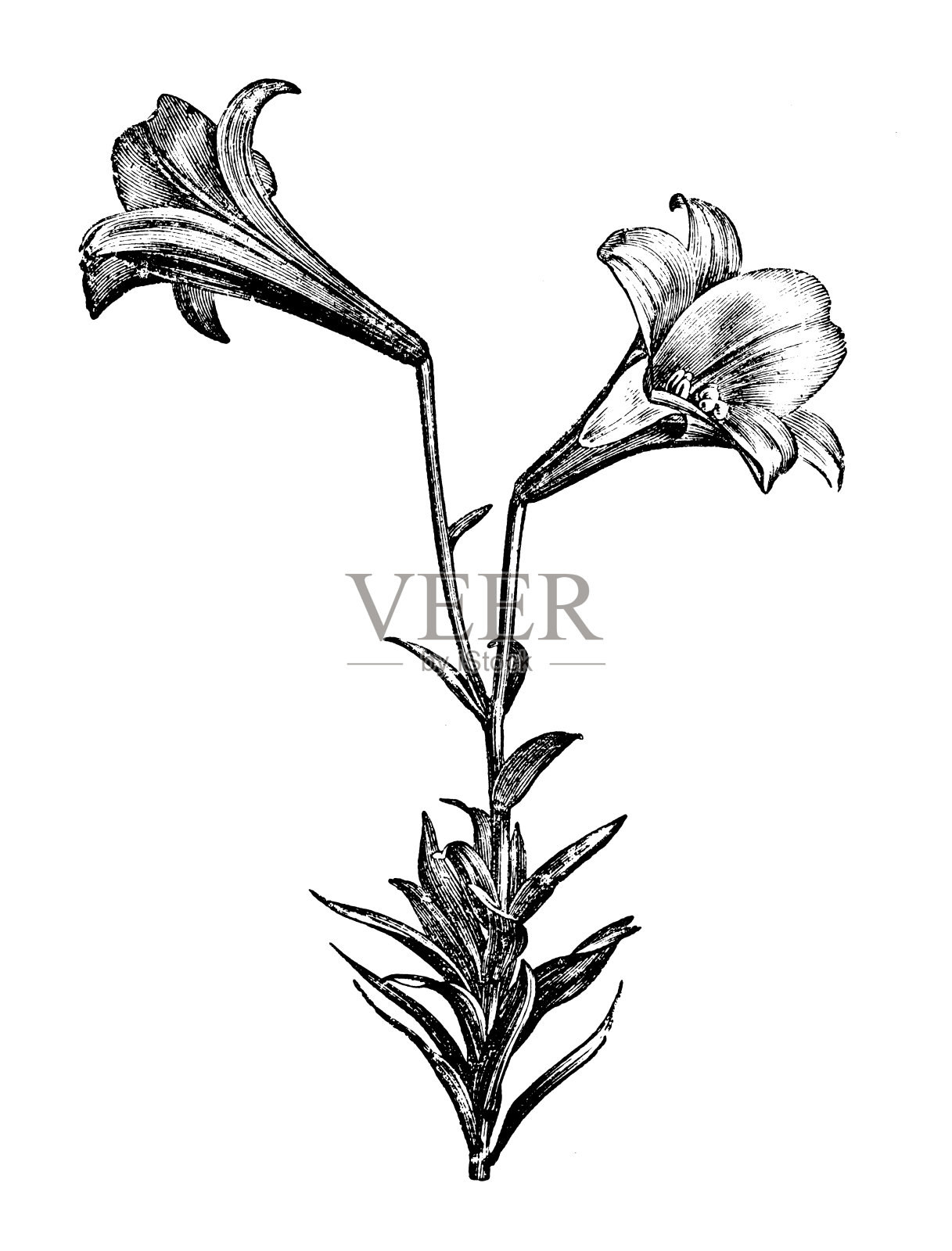 植物学植物仿古雕刻插图:长花百合、复活节百合设计元素图片