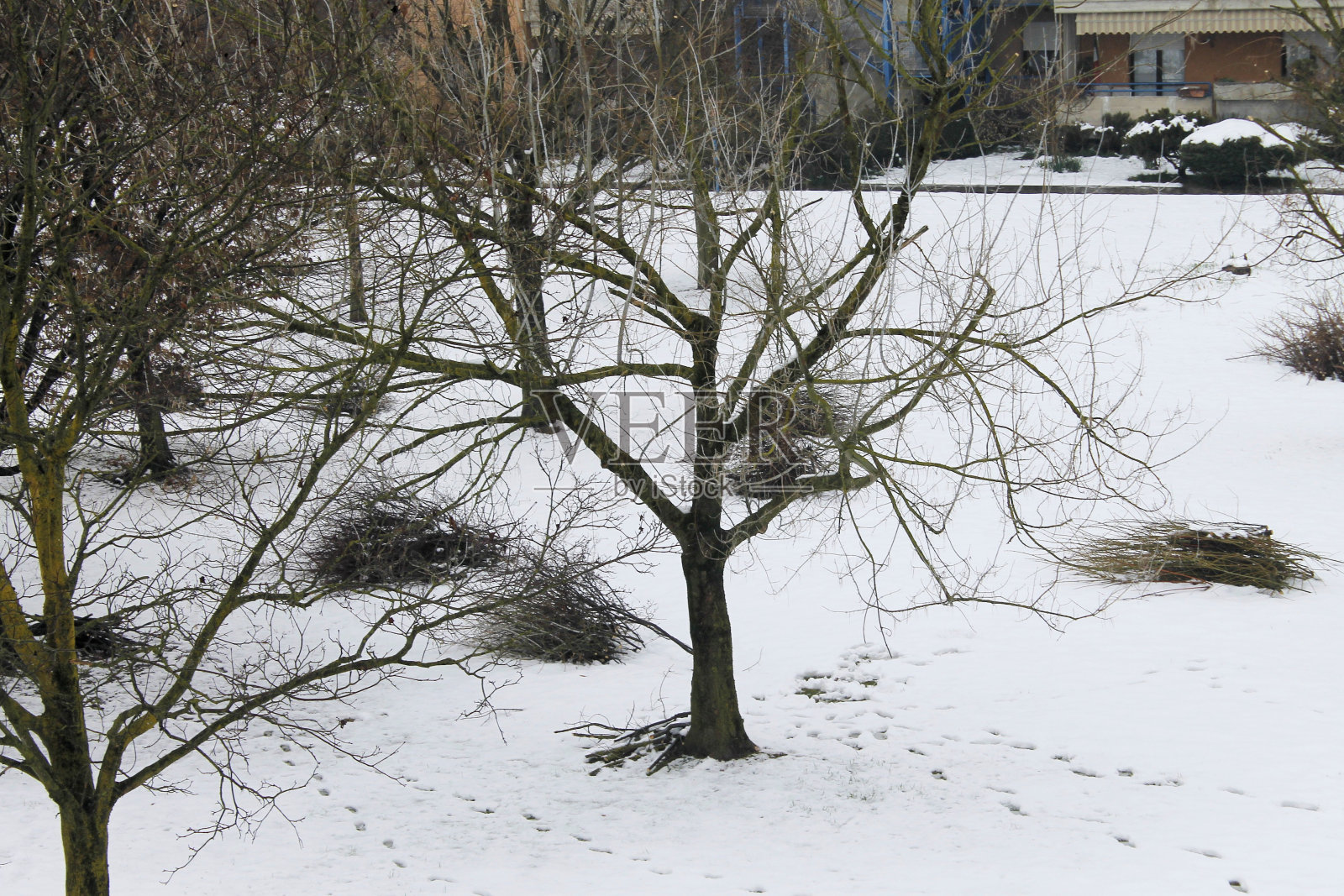 冬天照片摄影图片