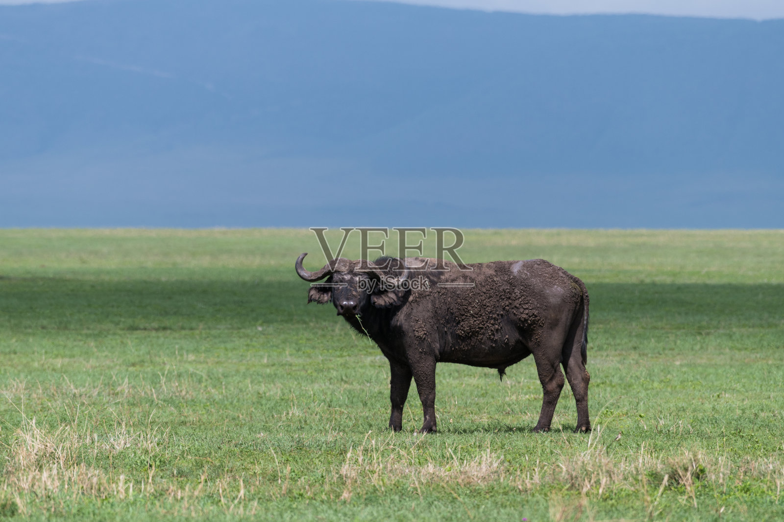 水牛在Ngorongoro照片摄影图片