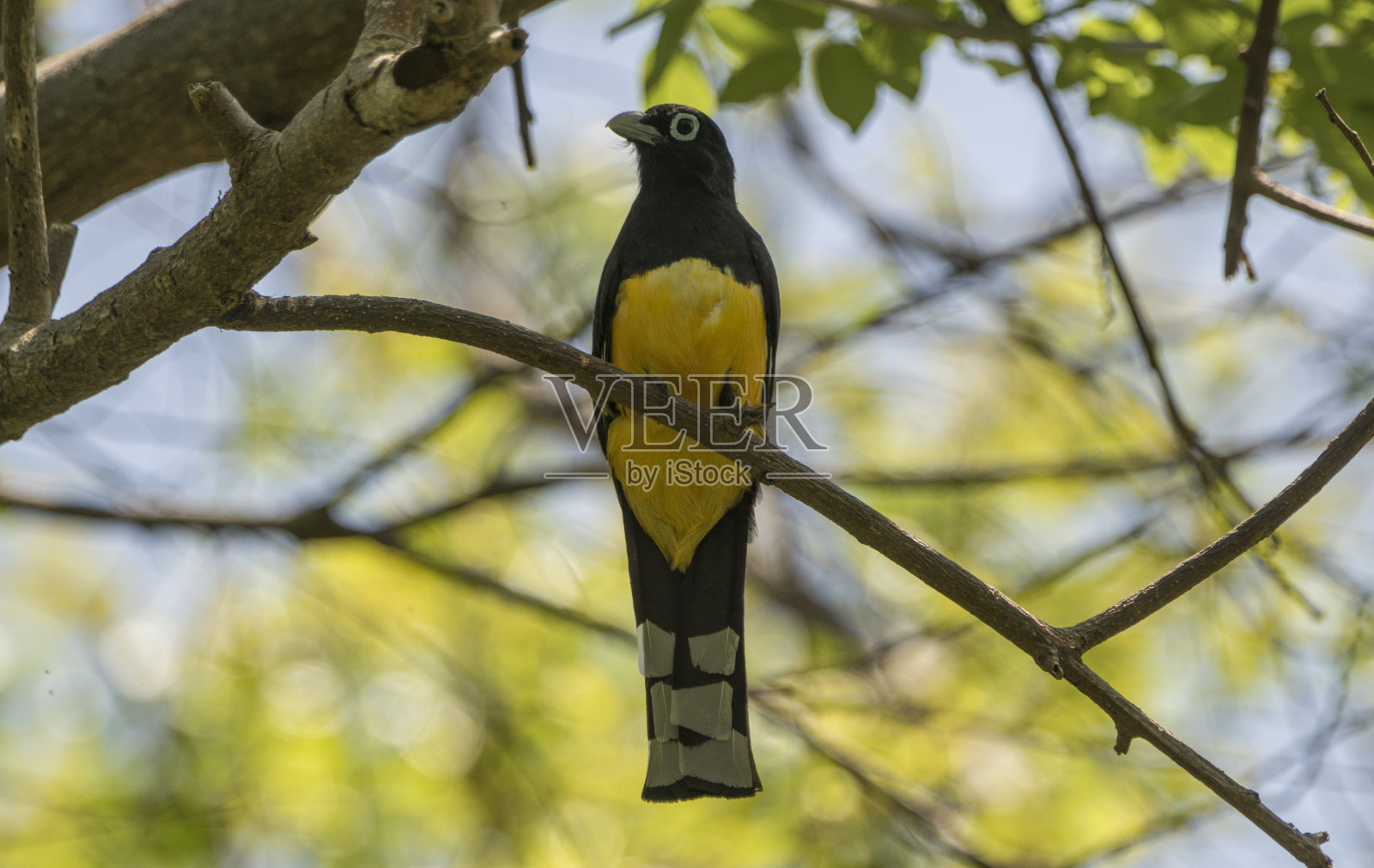 中美洲尼加拉瓜奥特佩因湖上的野生黑头巨齿兽照片摄影图片