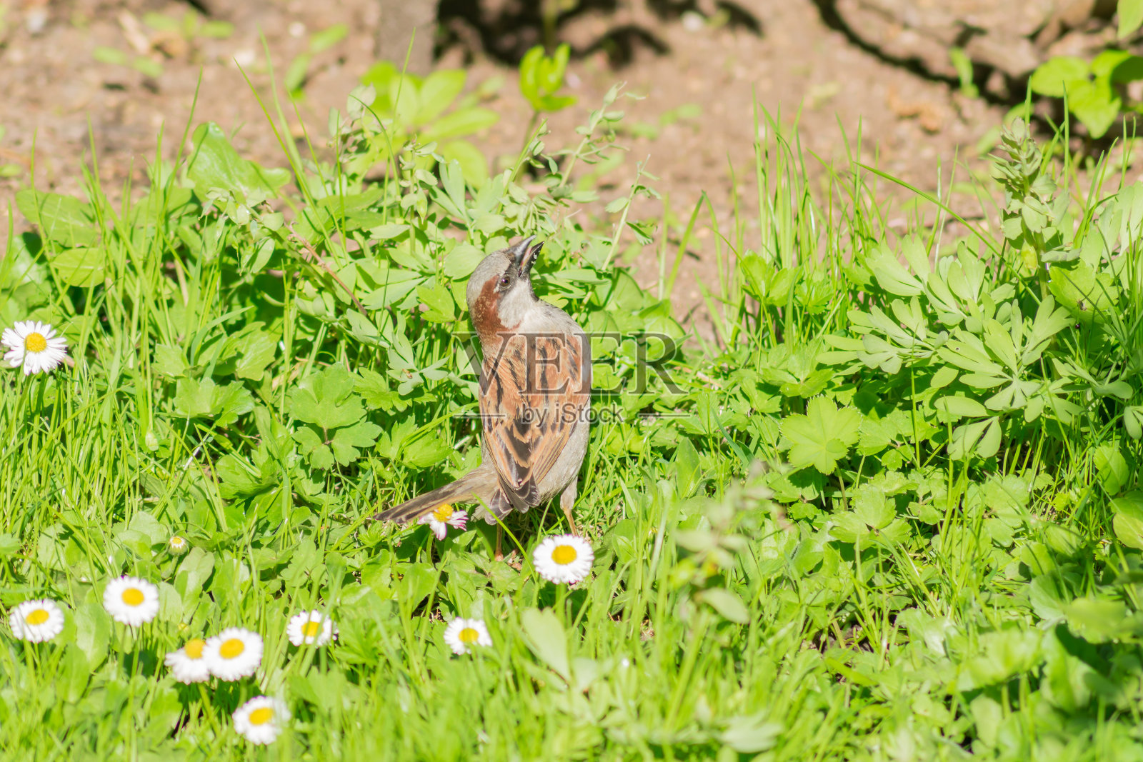 可爱的麻雀坐在公园的绿草地上，野生动物照片摄影图片