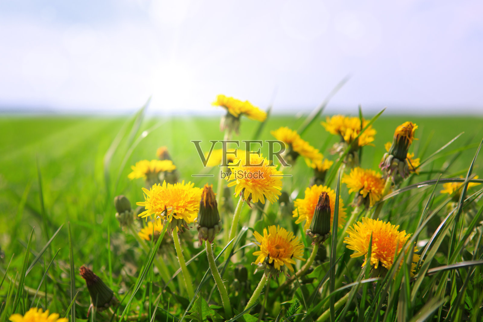 蒲公英的田野背景在春天阳光明媚的一天照片摄影图片