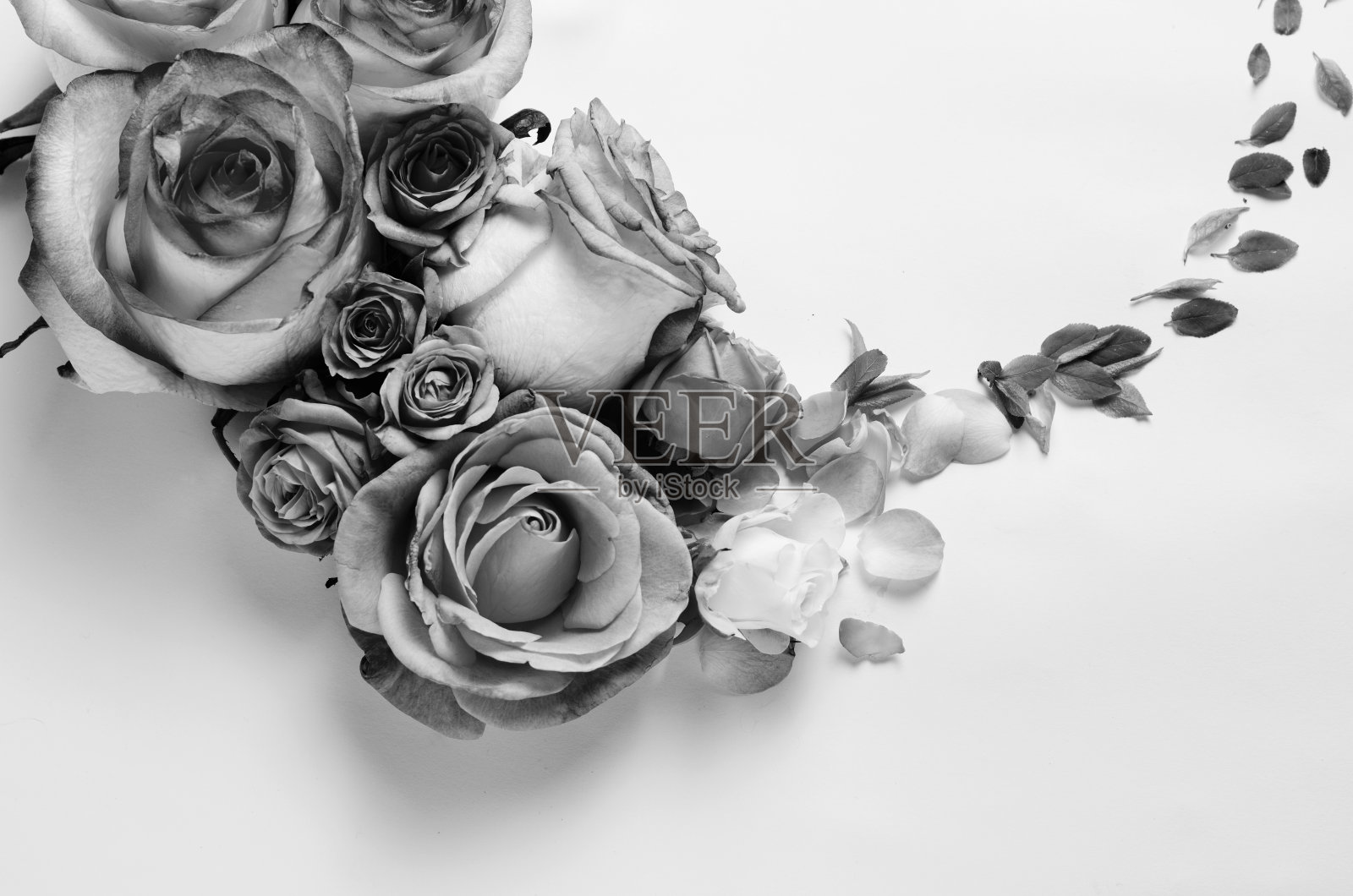 活玫瑰花架。美丽的花的背景。单色过滤模板，以春假文字创意空间。照片摄影图片