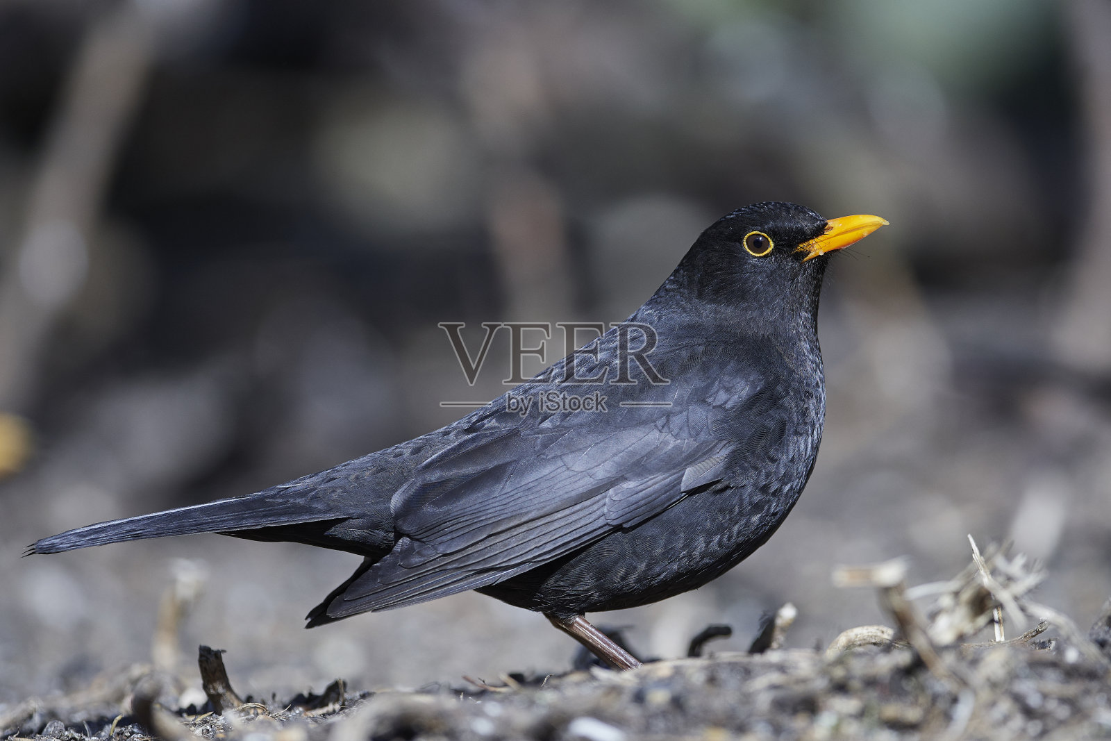 普通黑鸟(Turdus turla)照片摄影图片