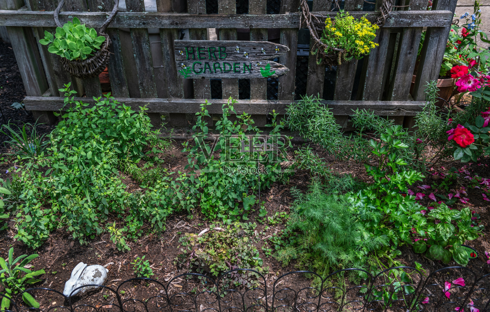 草的花园照片摄影图片