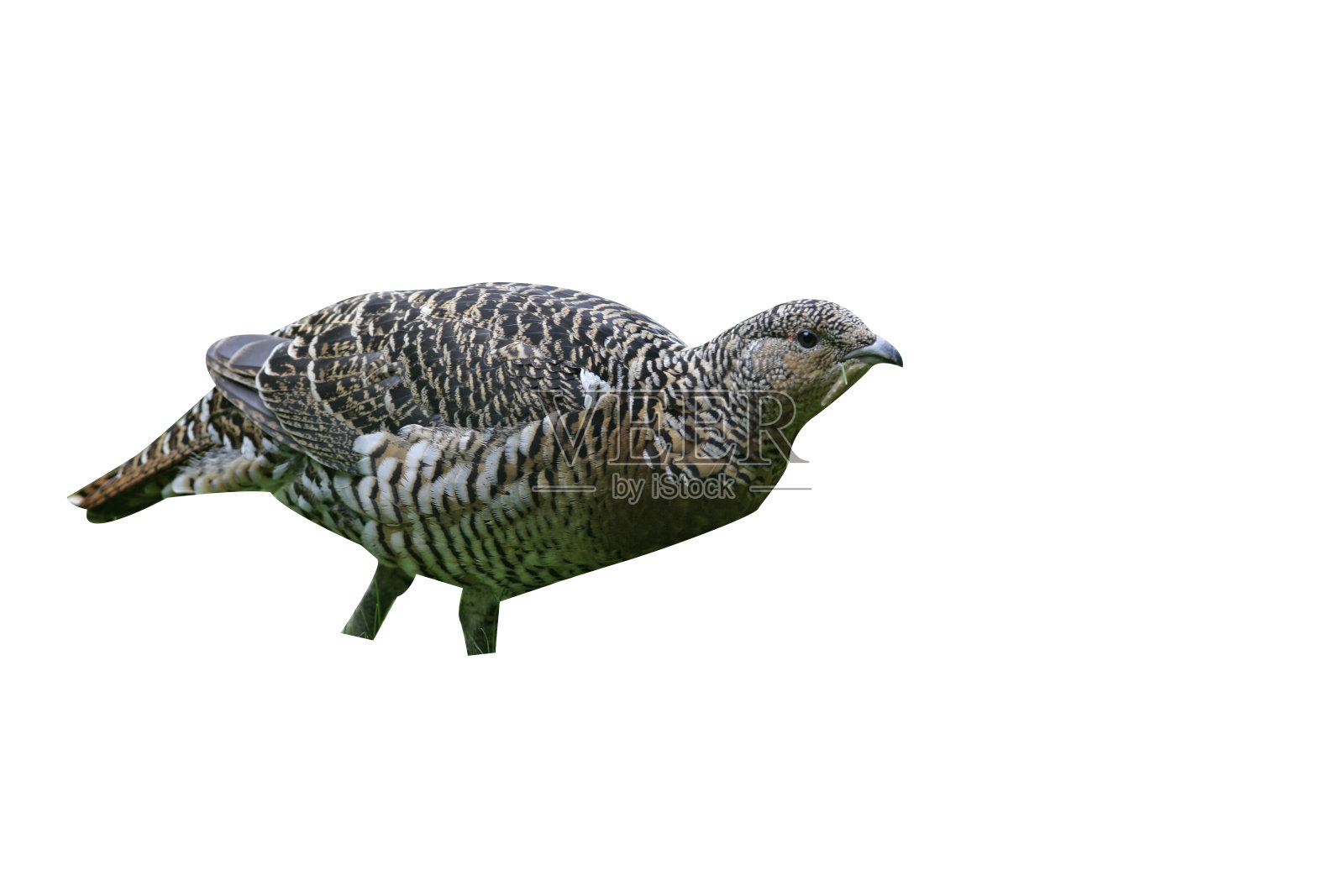 北欧雷鸟,Tetrao urogallus照片摄影图片