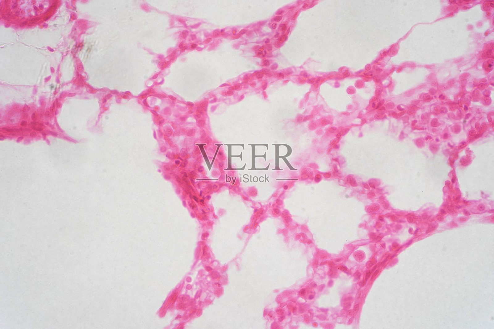 显微镜下观察人体肺组织。肺是人类和许多其他动物呼吸系统的主要器官照片摄影图片