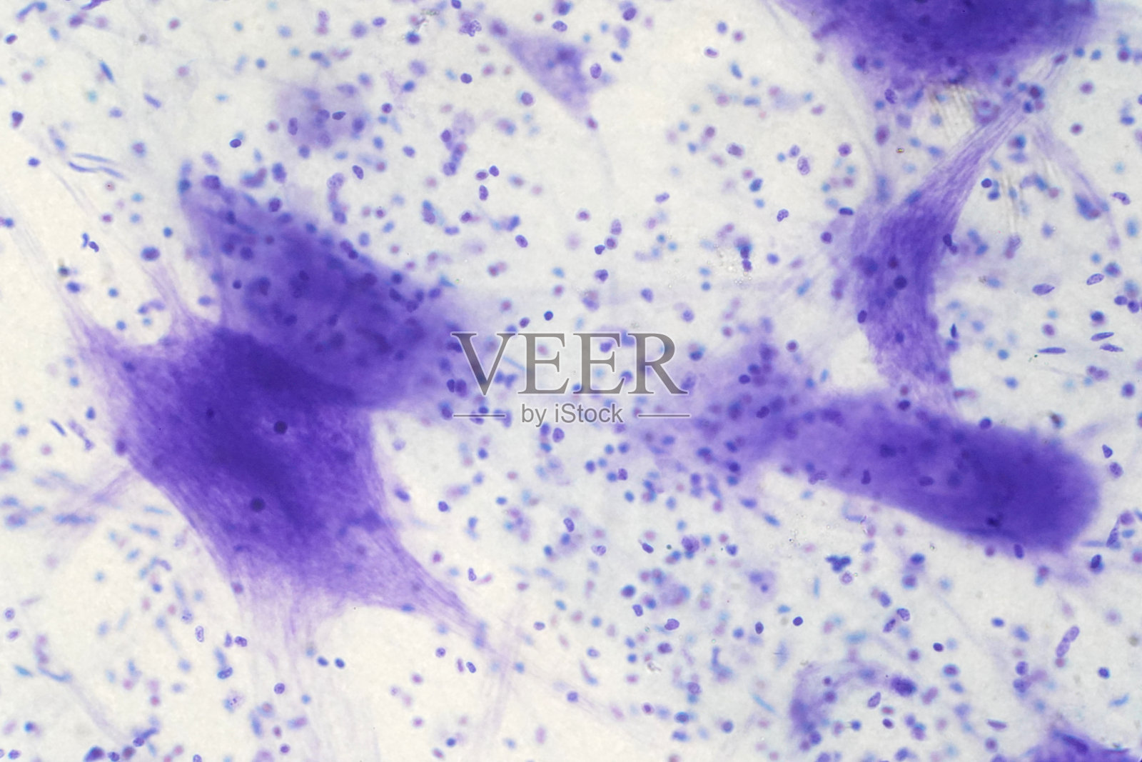 神经元细胞从显微镜下对大脑进行教育。照片摄影图片