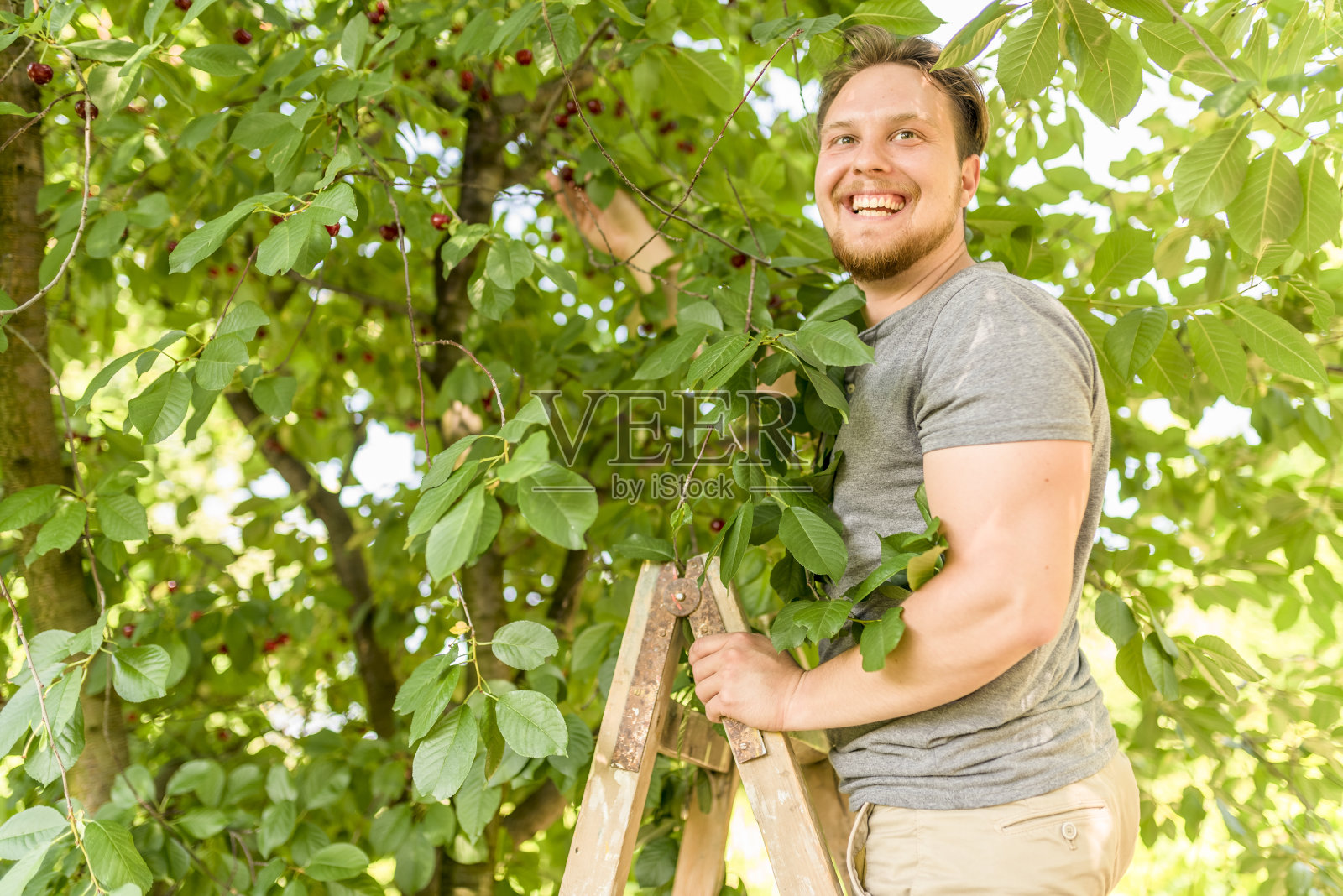 大胡子年轻人在捡樱桃照片摄影图片