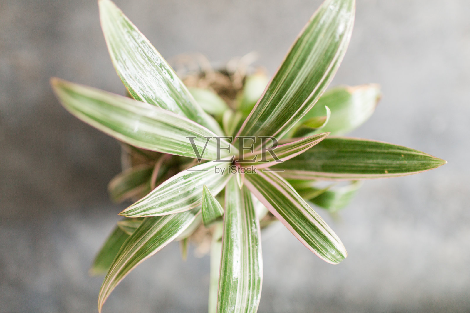 粉红和绿色的红山植物照片摄影图片