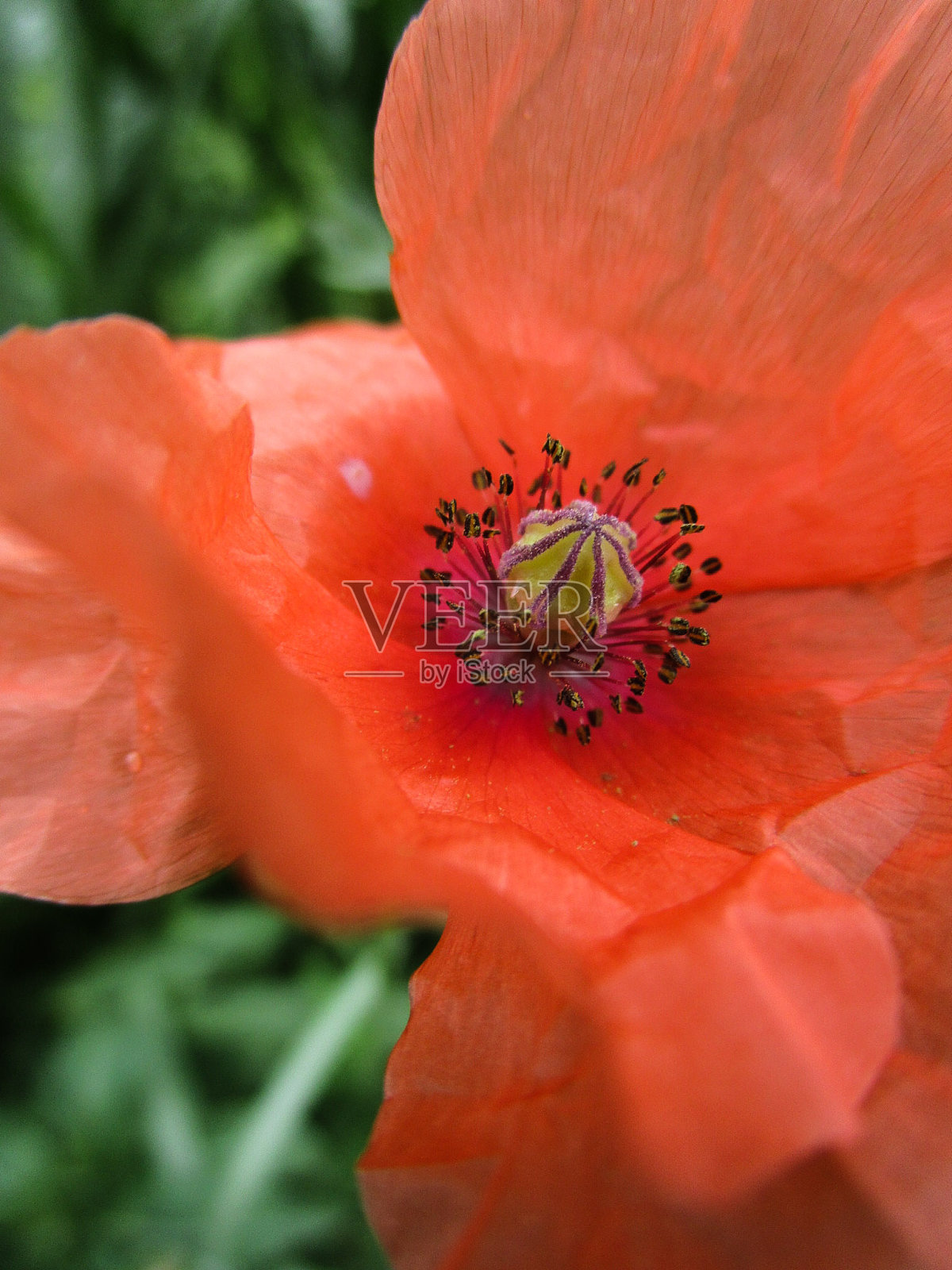 罂粟照片摄影图片