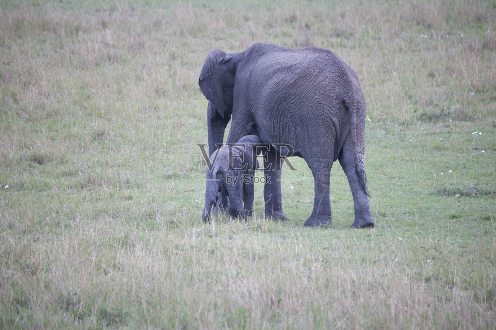 野生动物生活在非洲照片摄影图片