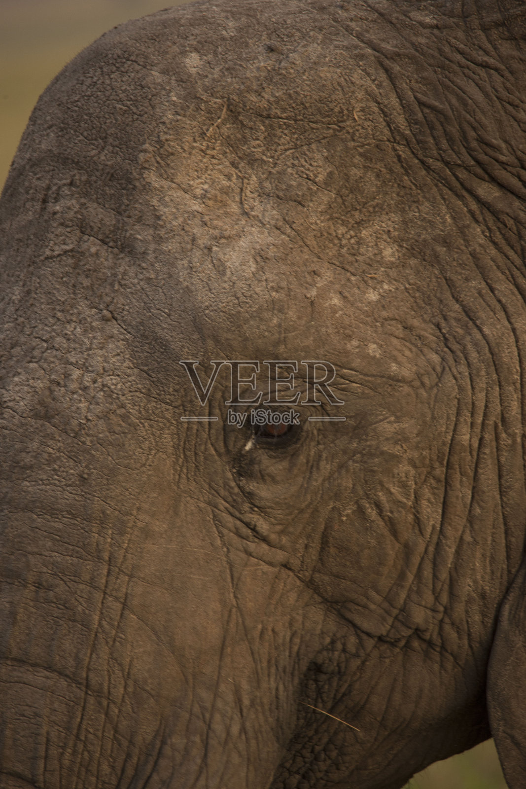非洲野生动物照片摄影图片