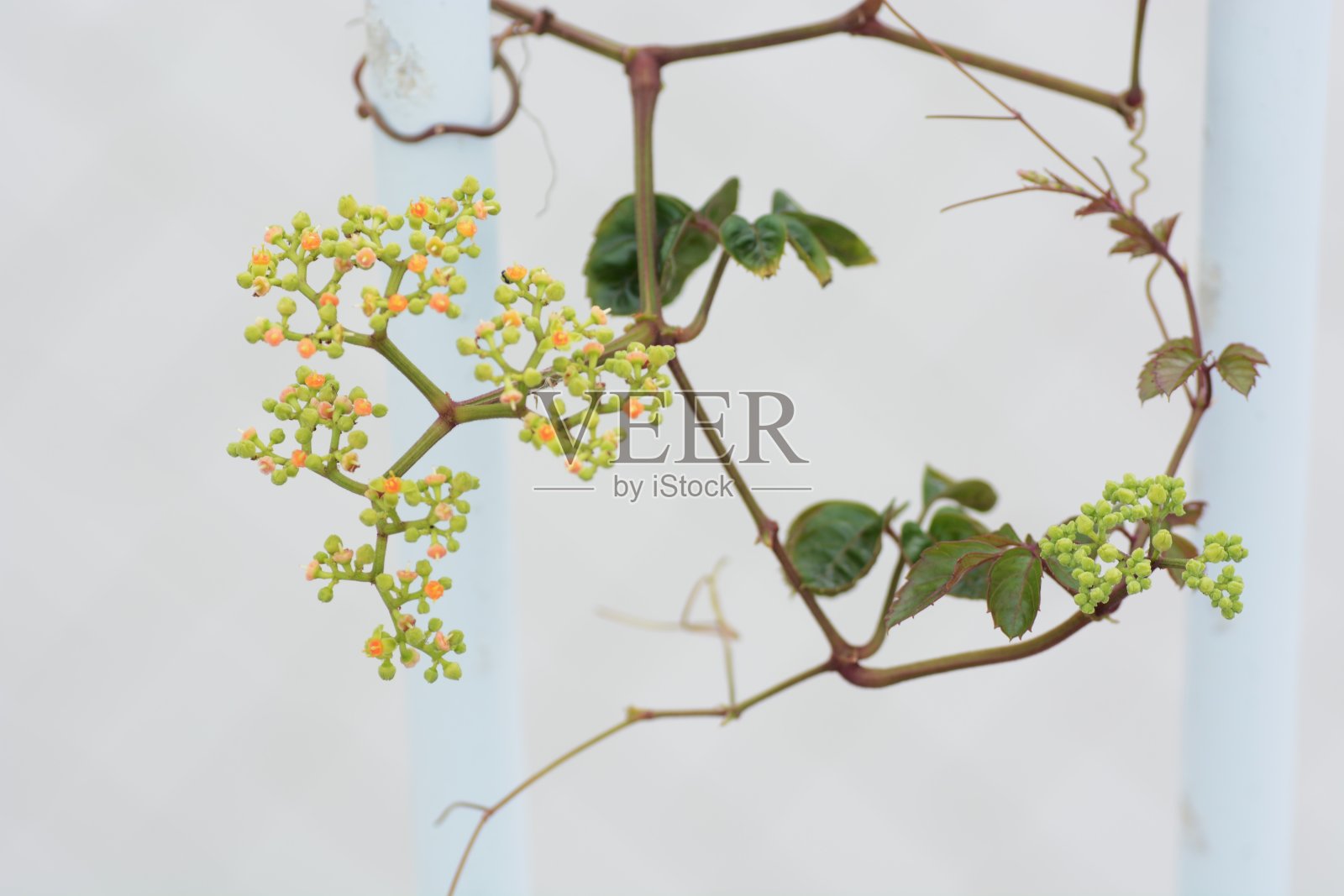 日本珊瑚的花照片摄影图片