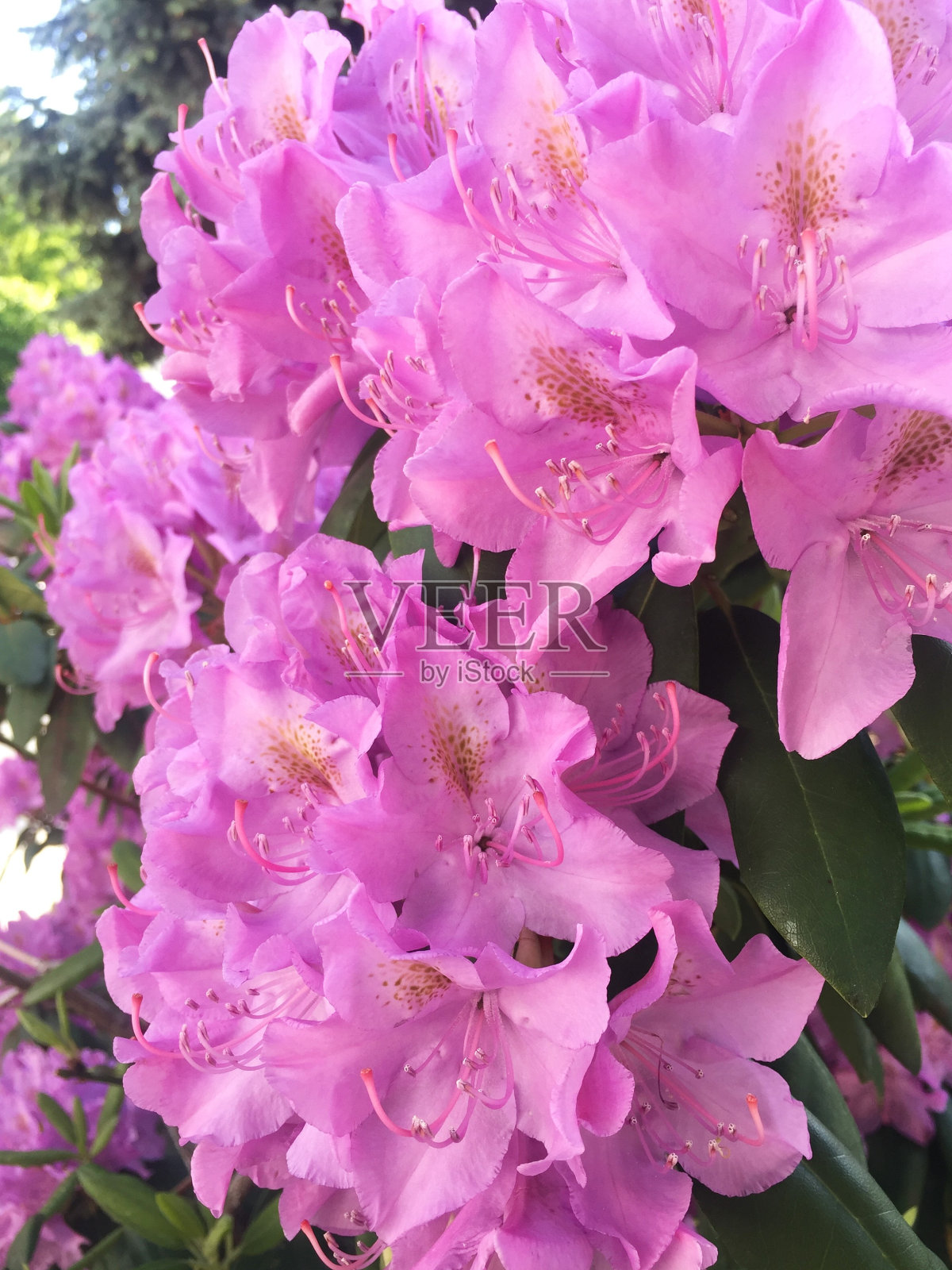 粉红色开花植物特写镜头照片摄影图片