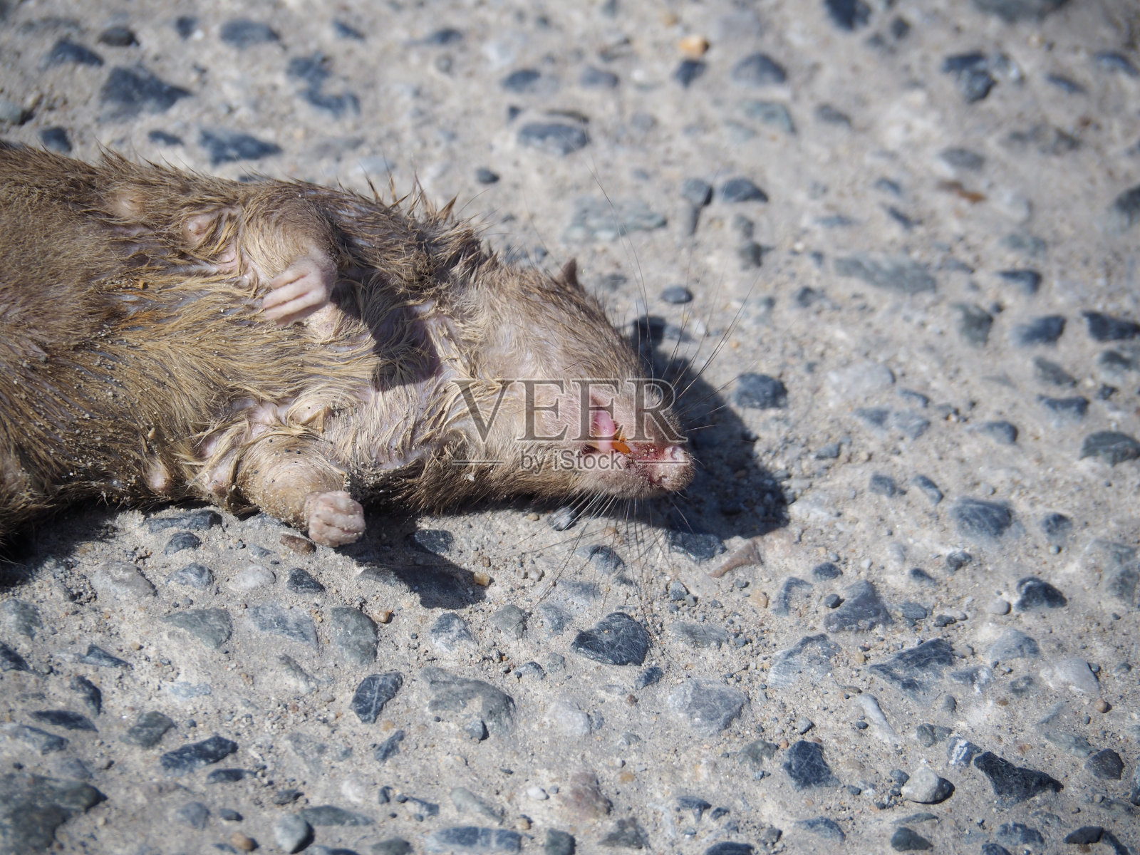 地板上的死老鼠闻起来又臭又恶心，给人们带来了细菌和疾病。照片摄影图片