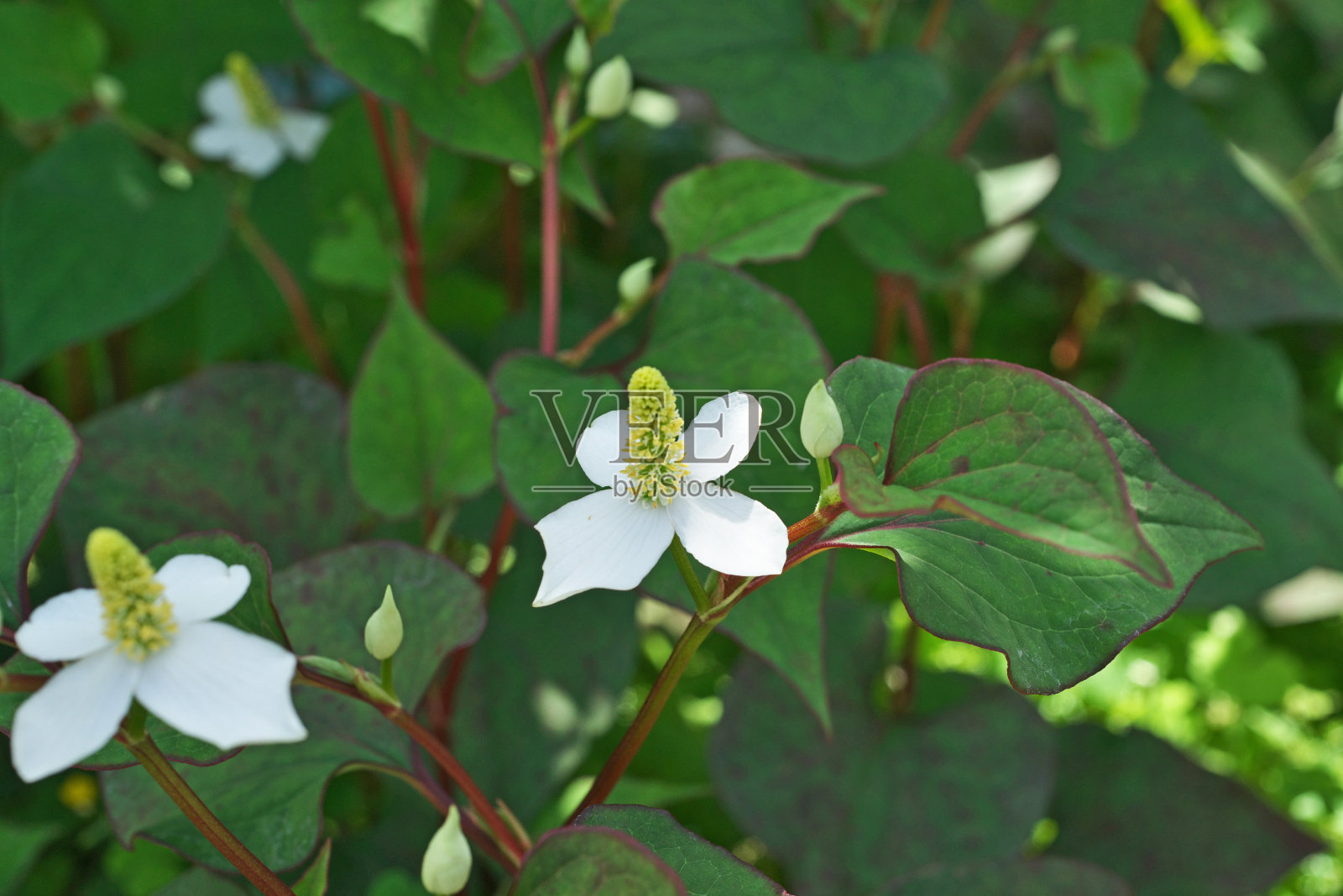 白色开花植物特写照片摄影图片