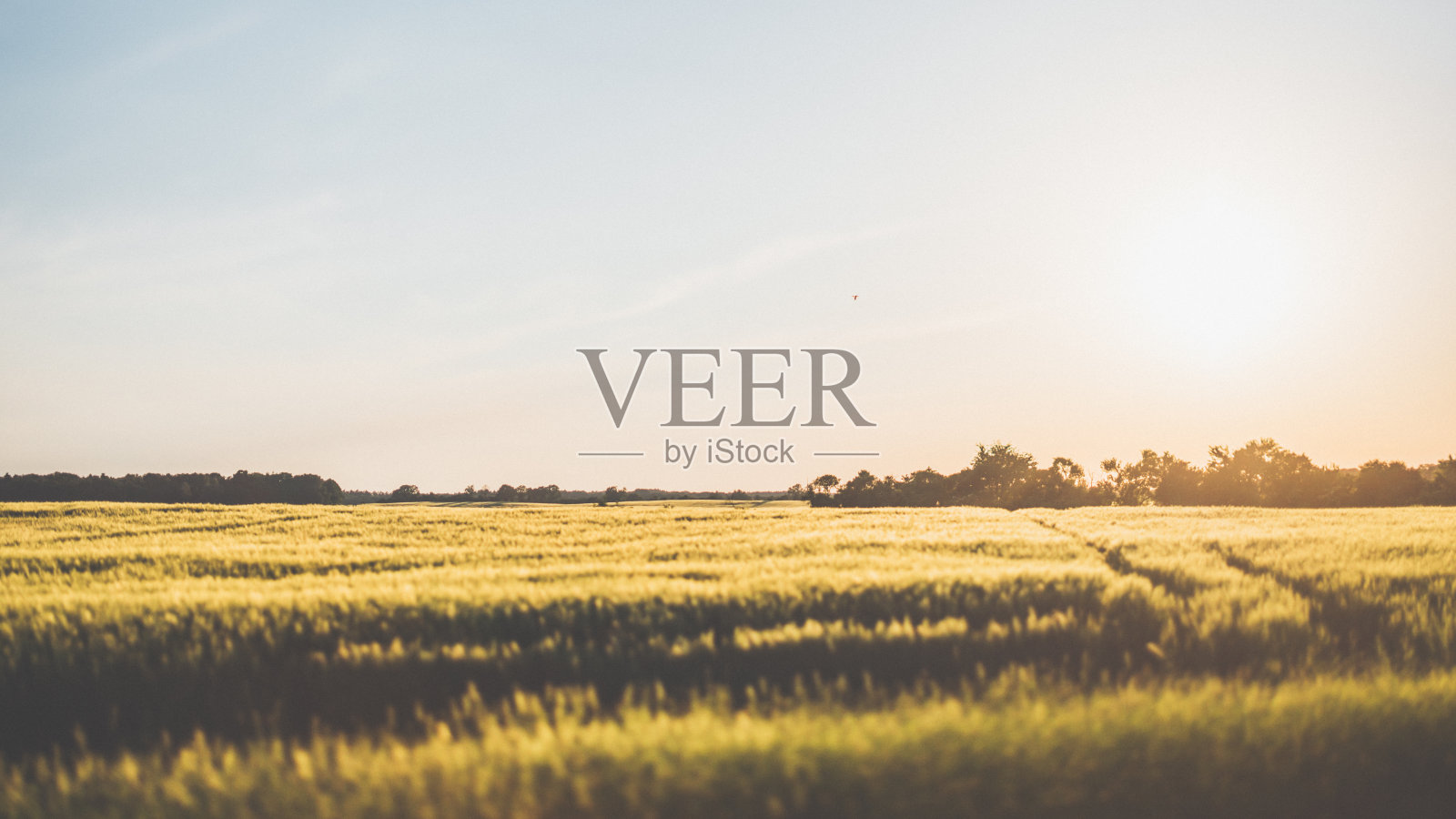 美丽的日落在麦田照片摄影图片