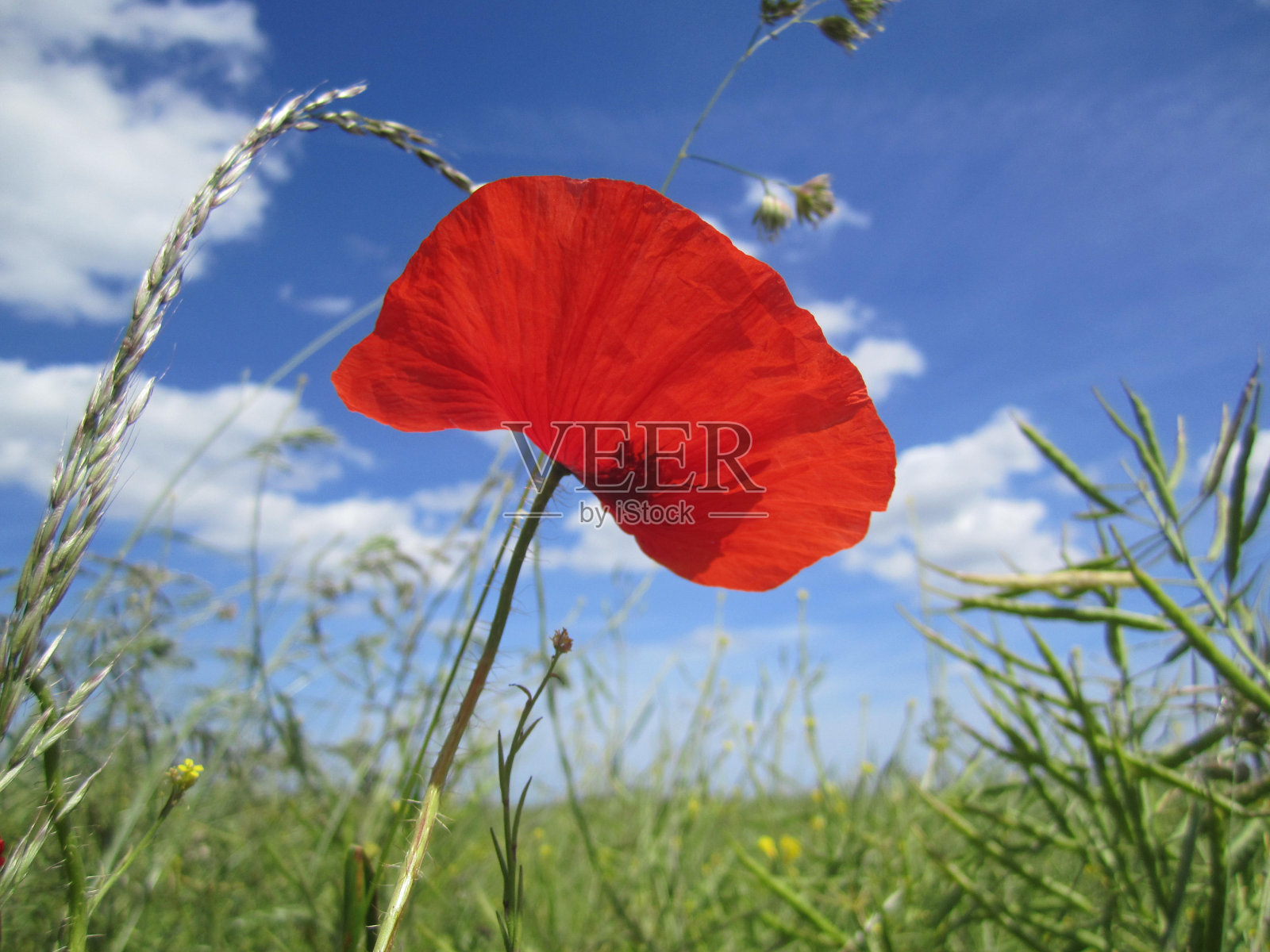 被风吹动的红罂粟花在草地上照片摄影图片