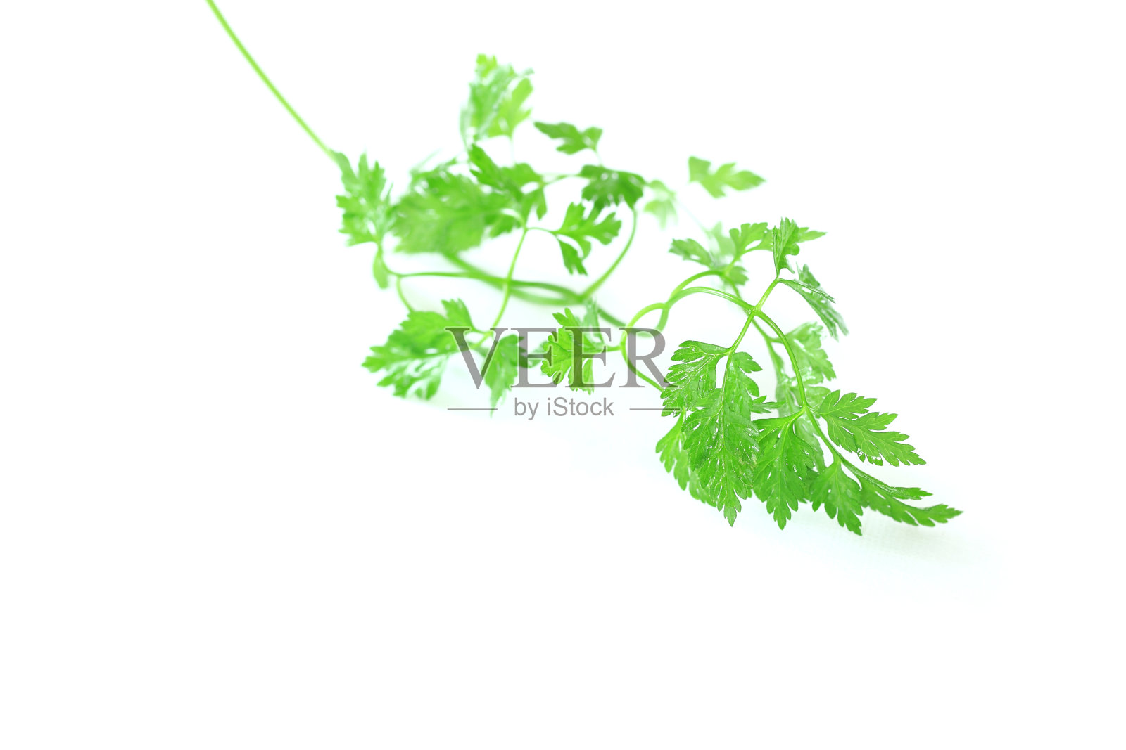 一束绿色的山萝卜照片摄影图片