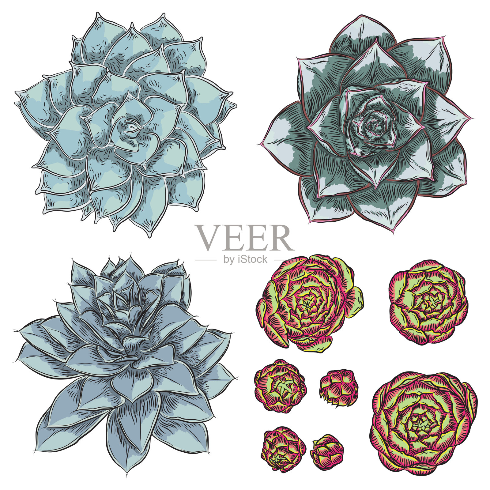 斯堪的纳维亚风多肉植物设计矢量素材插画图片素材