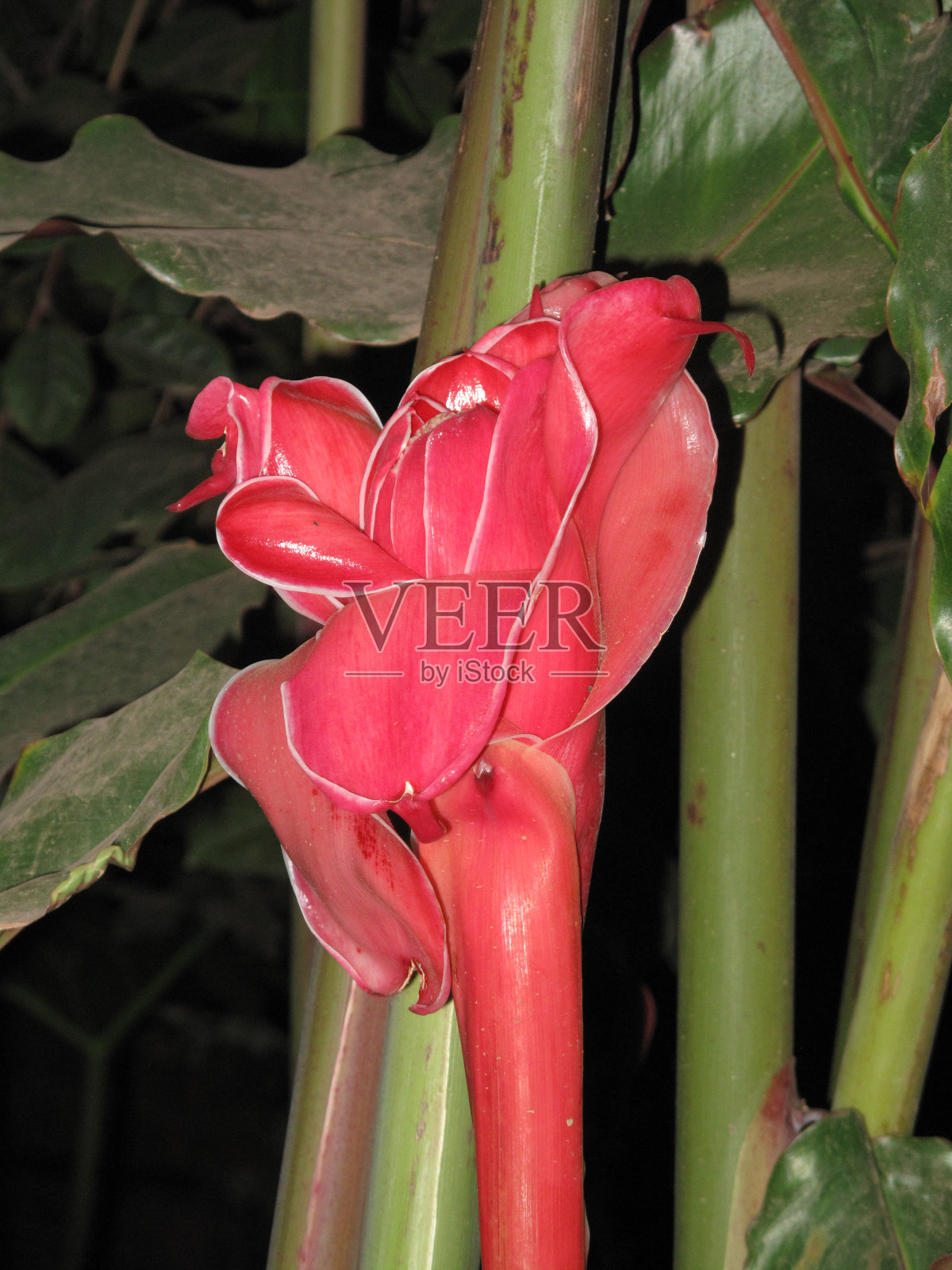 非洲景观与湖泊照片摄影图片