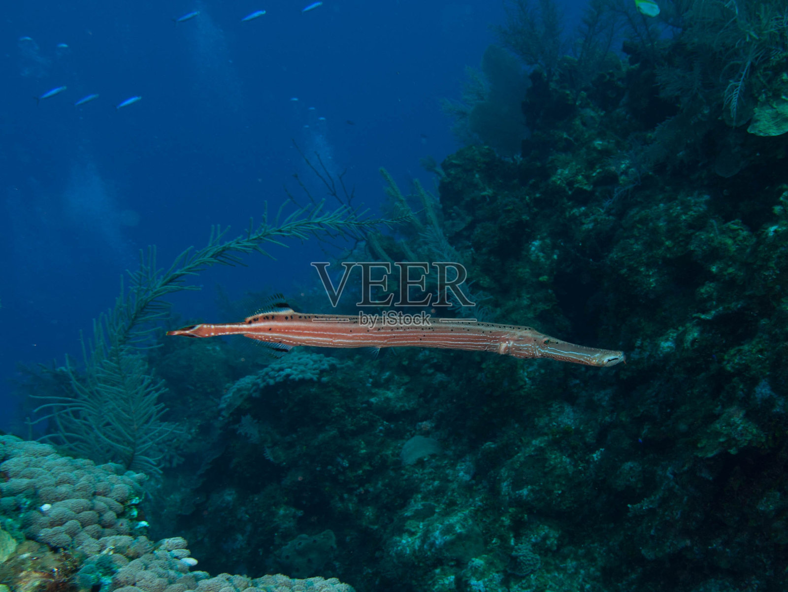 开曼群岛的美丽景色照片摄影图片