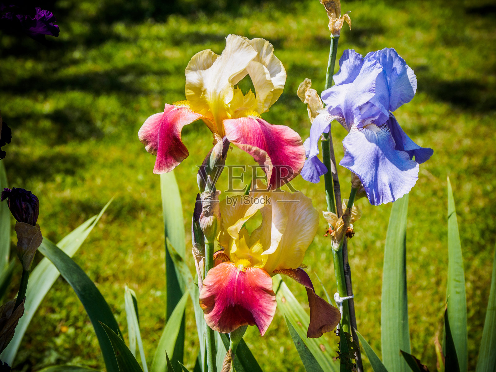 虹膜照片摄影图片