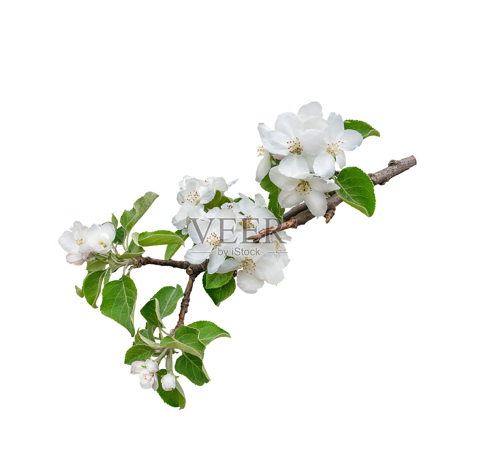 美丽茂盛的苹果树枝孤立在白色的背景。设计元素。照片摄影图片